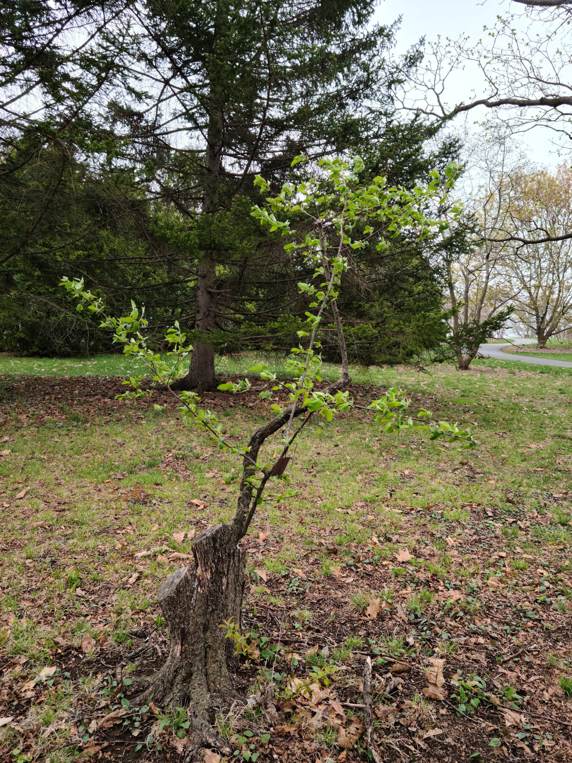 Tough and tiny Oregon crabapple.