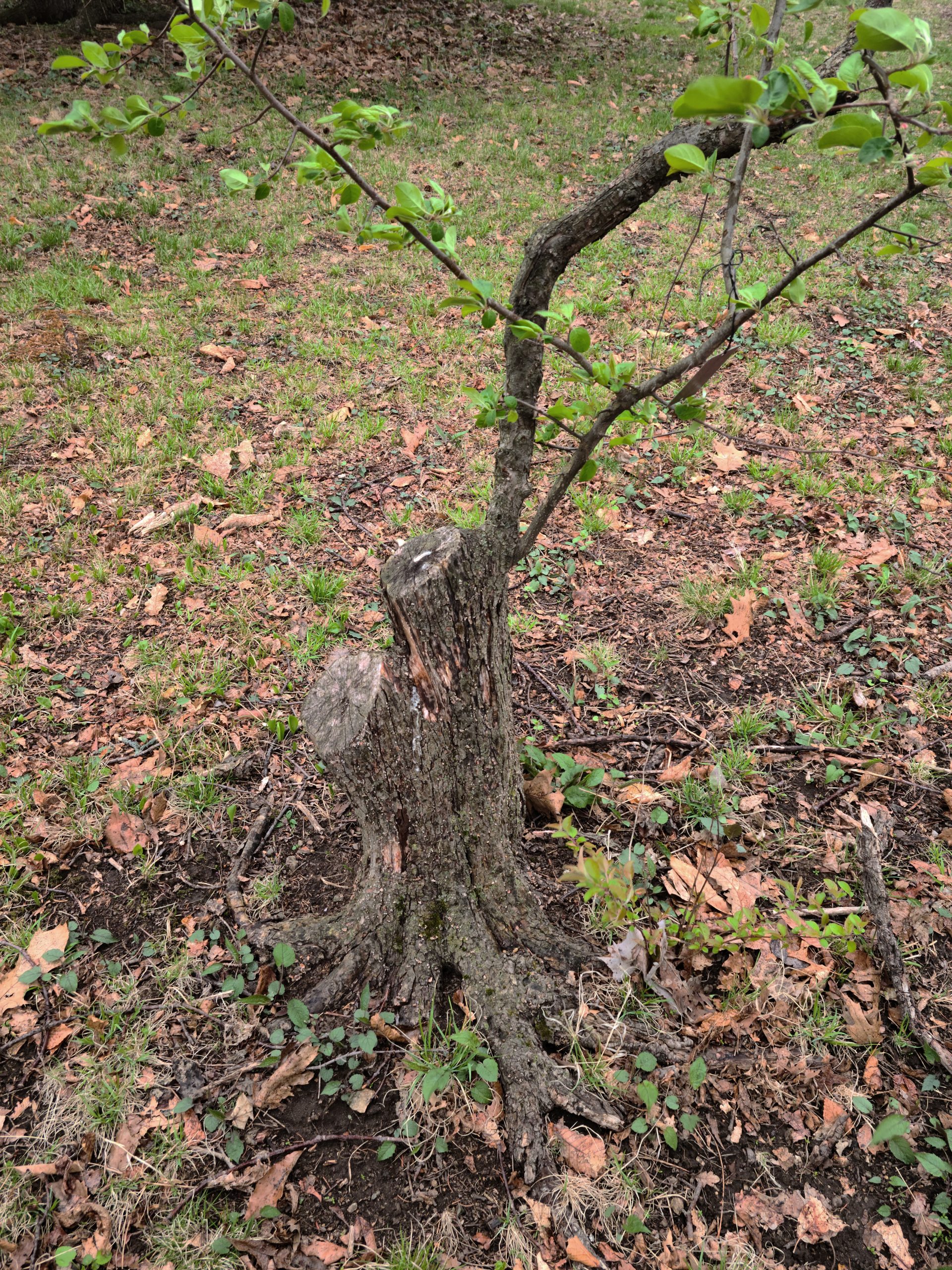 Growth resprouting from trunk
