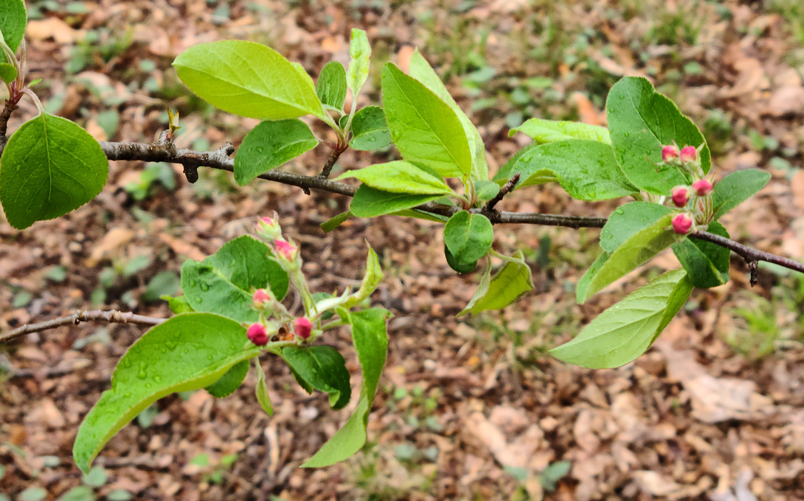Leaves and unopened flower buds