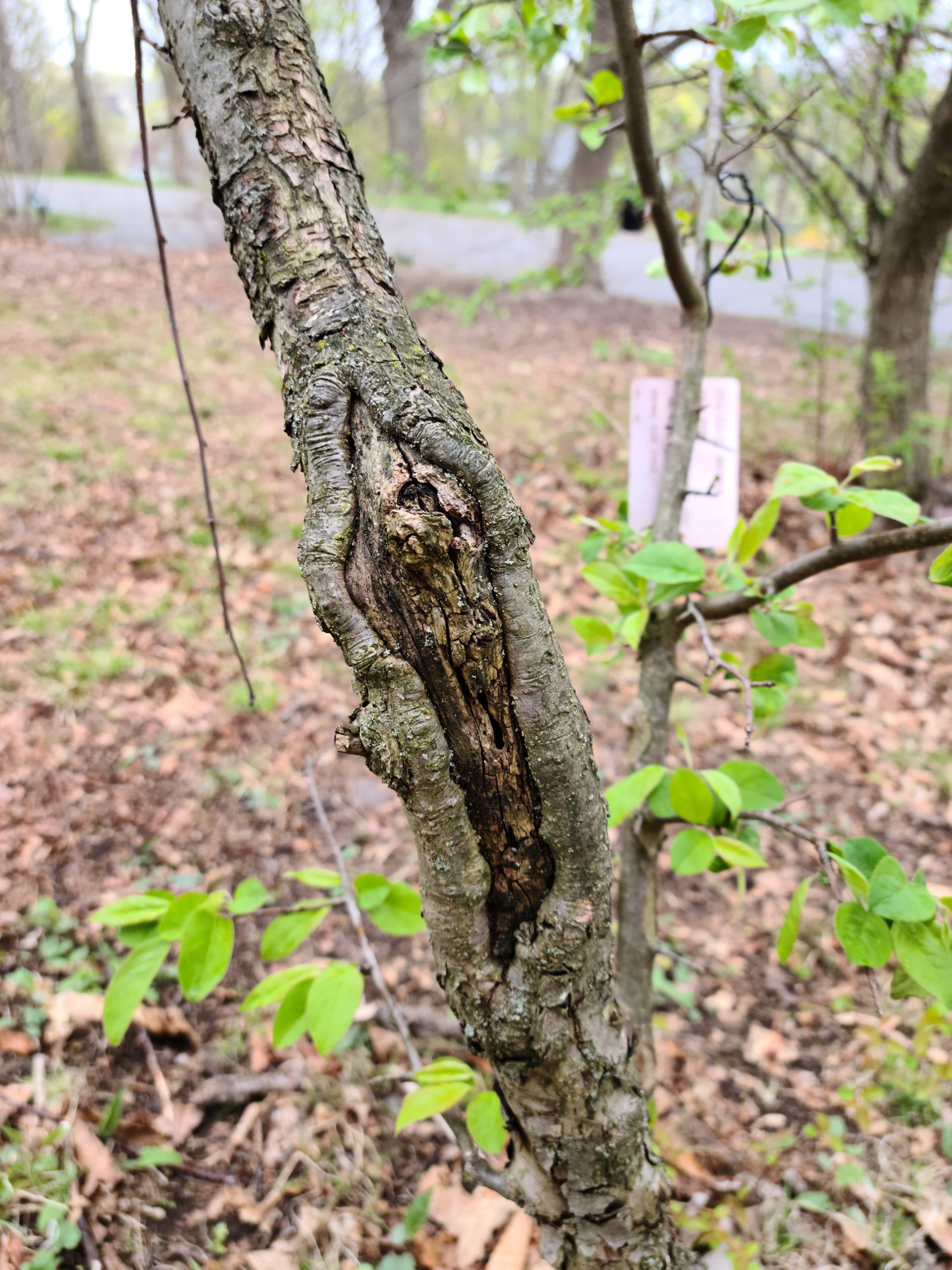 Trunk injury