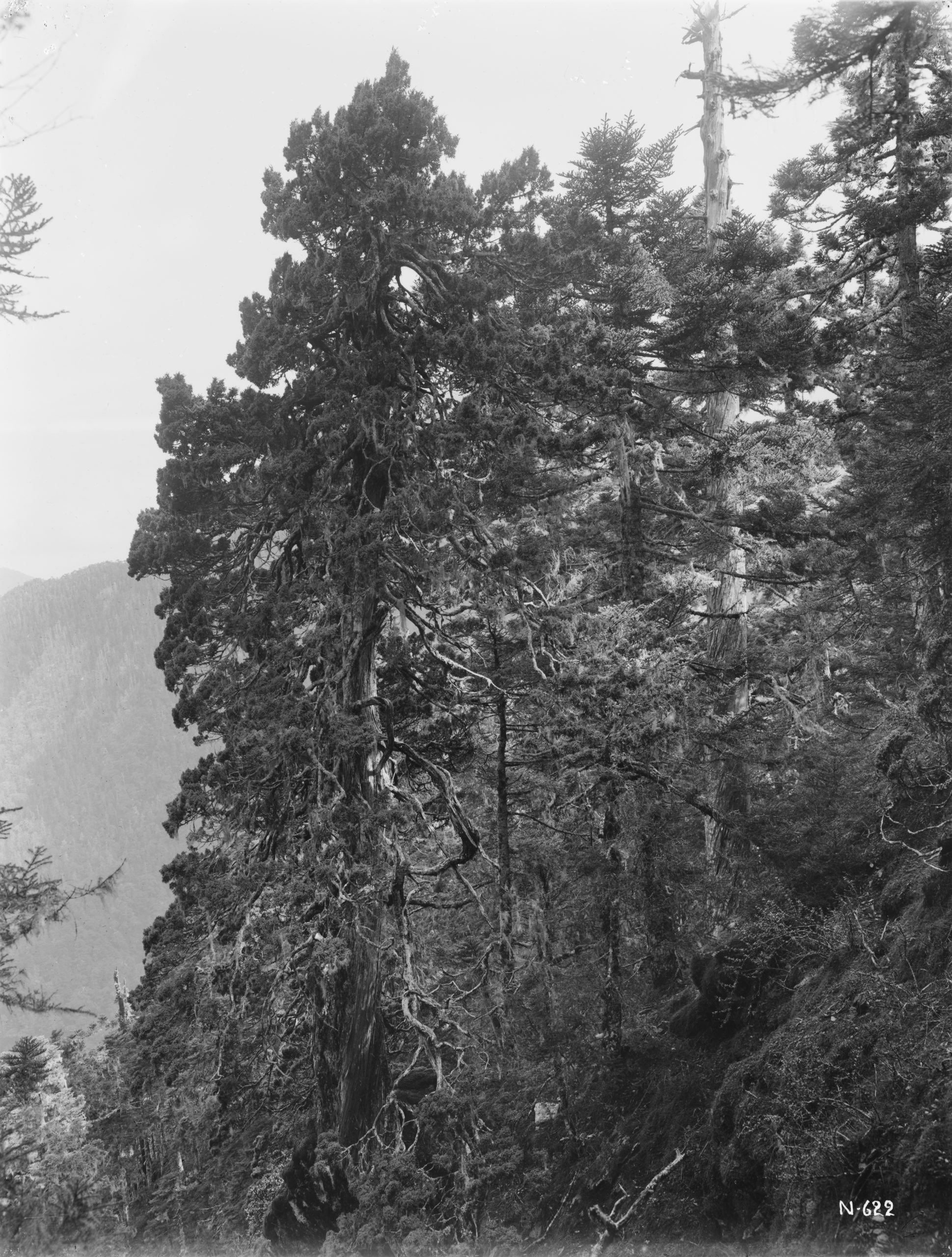 Ernest Wilson photographed this juniper (Juniperus morrisonicola) clinging to an 11,700 foot (3566 meter) slope on Yushan (Mount Morrison) in October 1918.