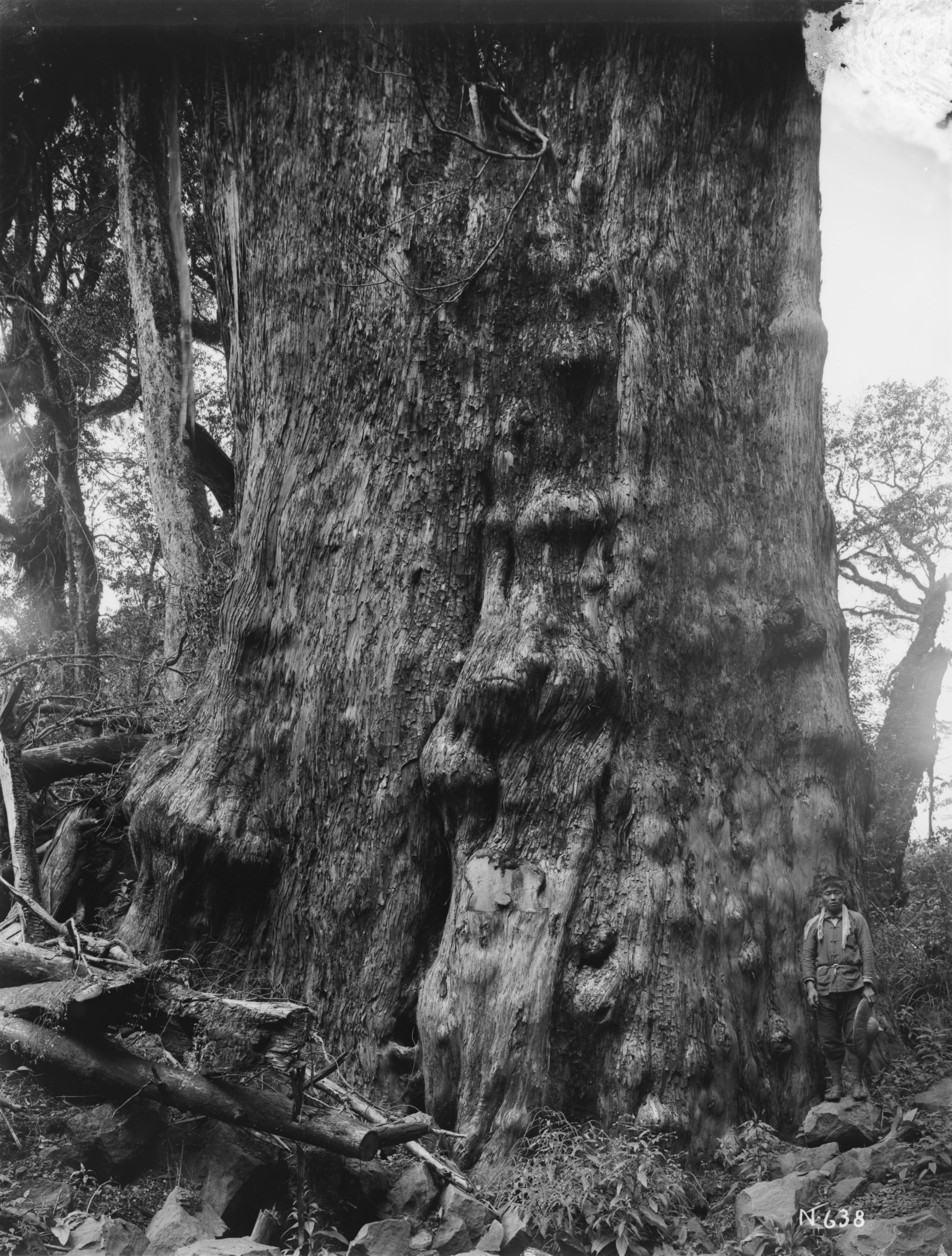 On his second visit to Alishan, Ernest Wilson photographed this immense Taiwan cypress (Chamaecyparis formosensis) with a circumference of 60 feet (18.3 meters) in October 1918.
