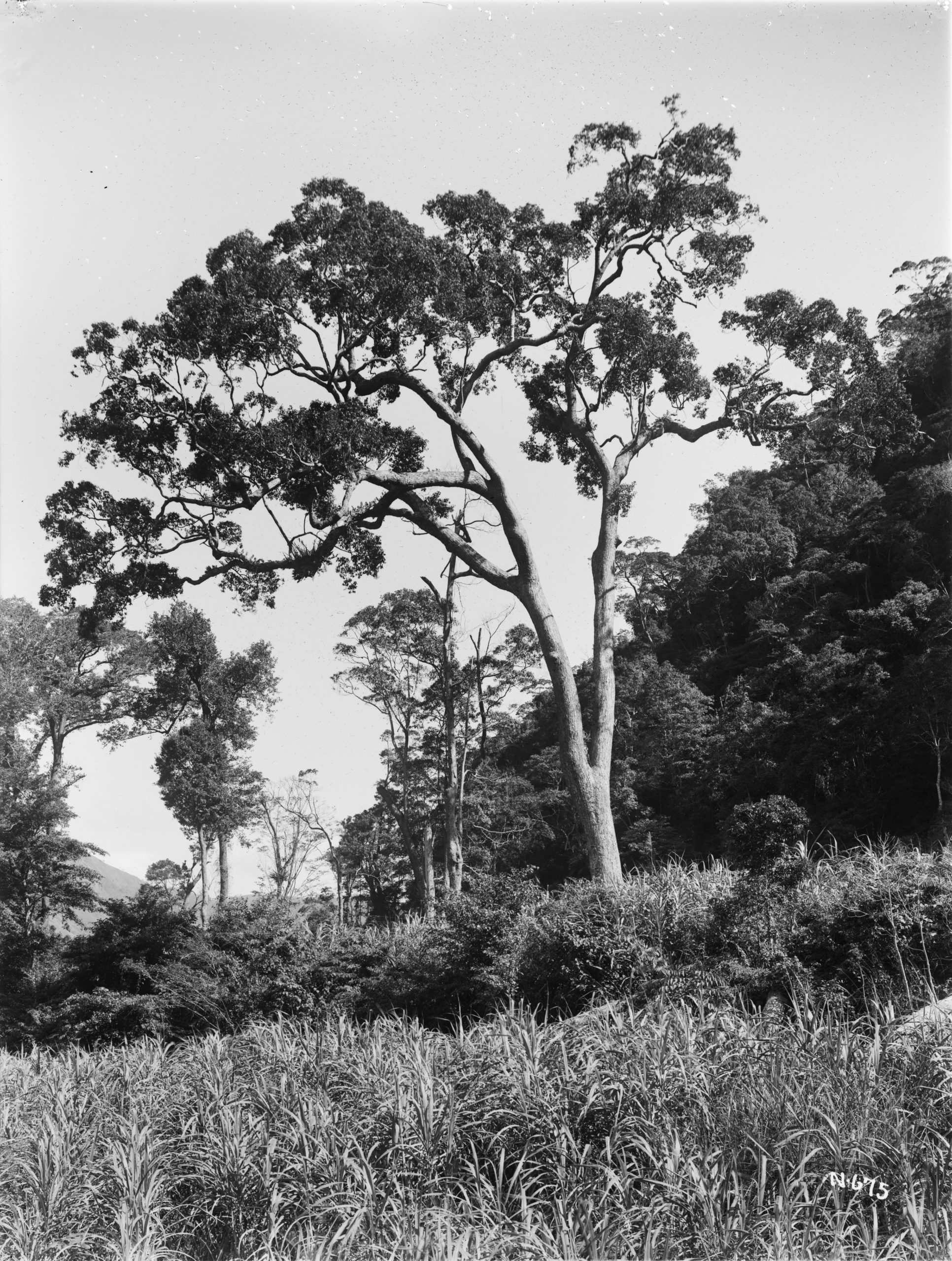 A camphor tree (Cinnamomum camphora) grows beside a sugarcane field near Horisha, Taiwan in this December 1918 photograph by Ernest Wilson.