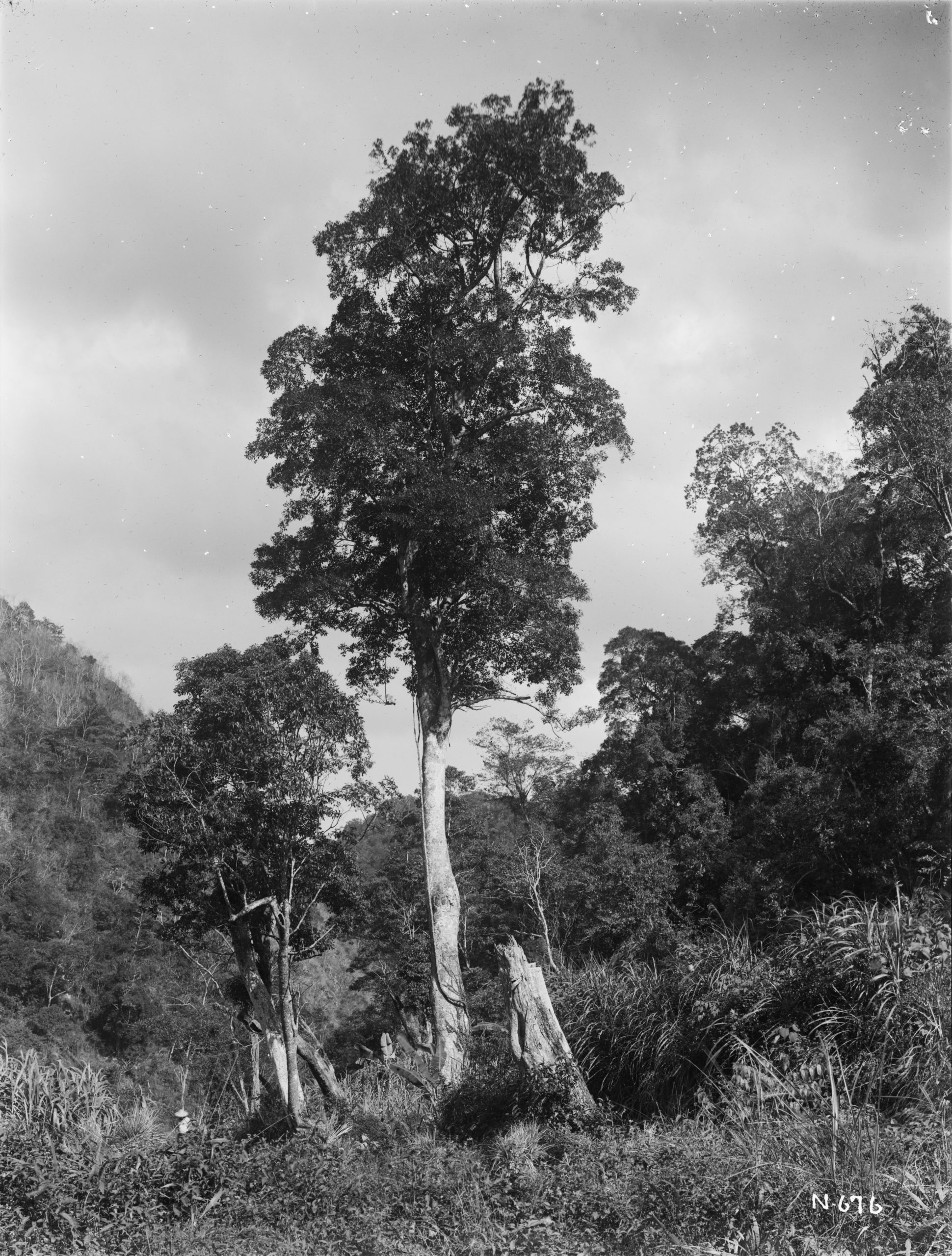 A 150 foot (46 meter) fig tree (Ficus virgata) is silhouetted against a cloudy sky in this December 1918 Ernest Wilson photograph taken near Horisha, Taiwan.
