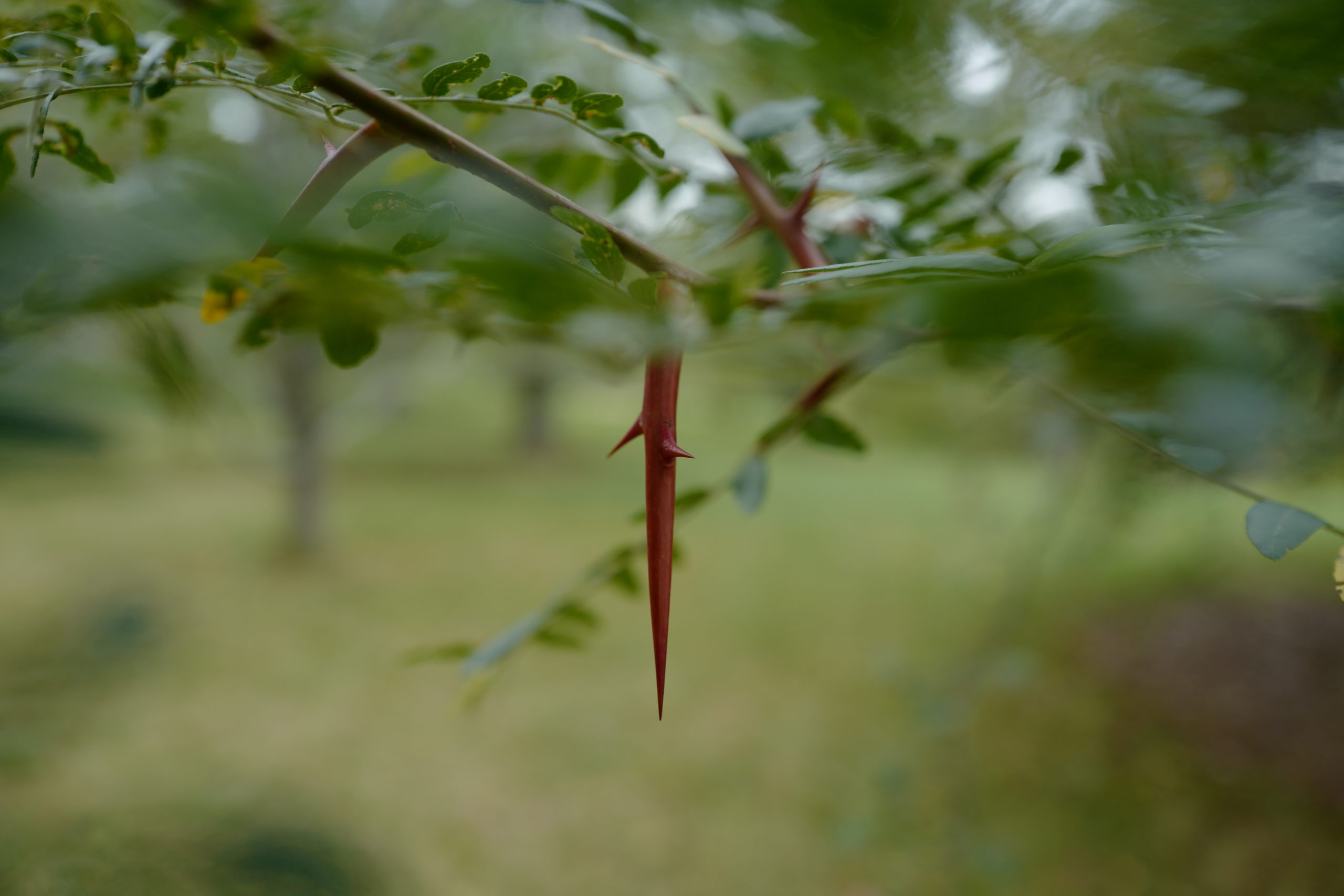 Thorn