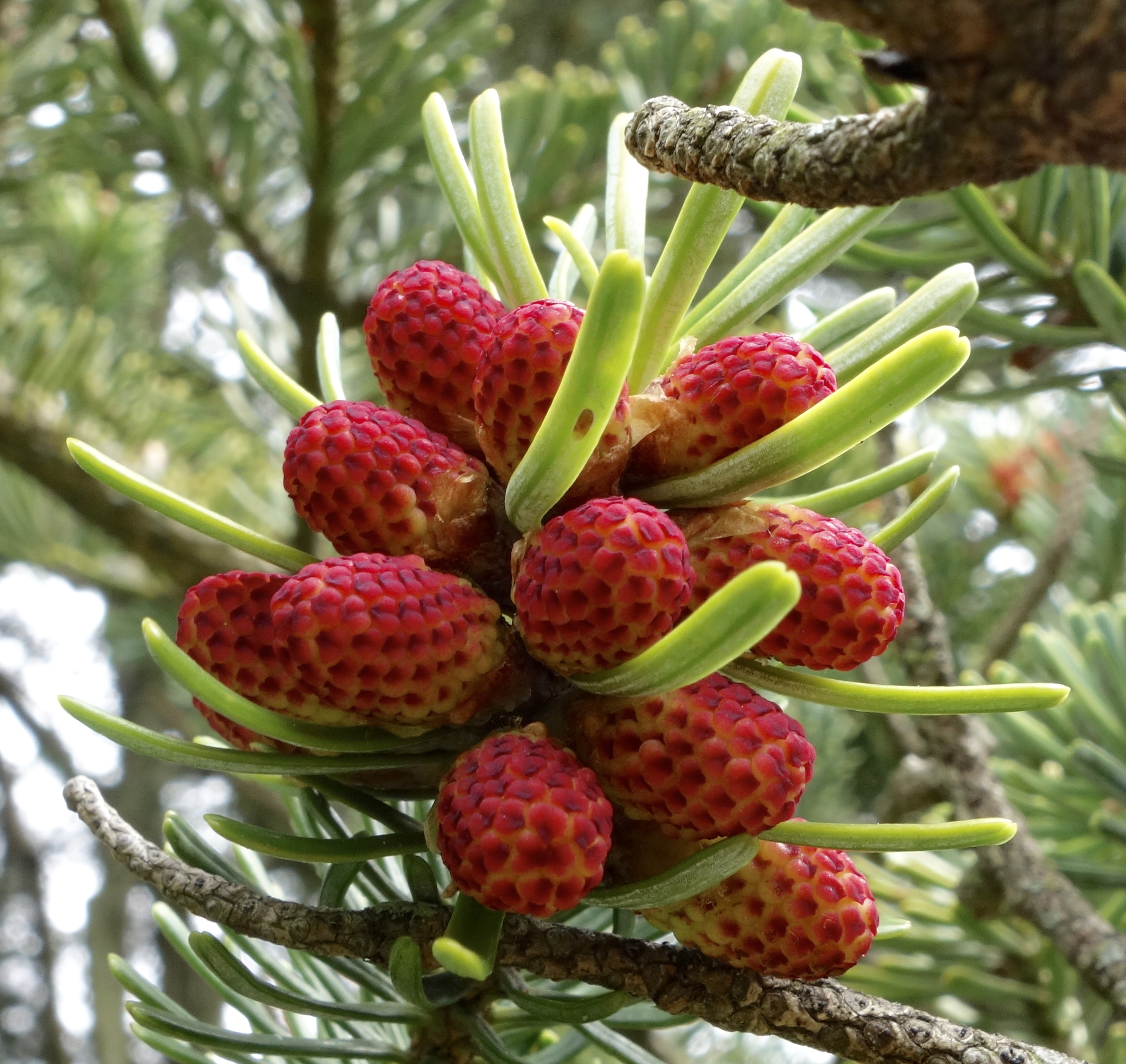 Immature cones