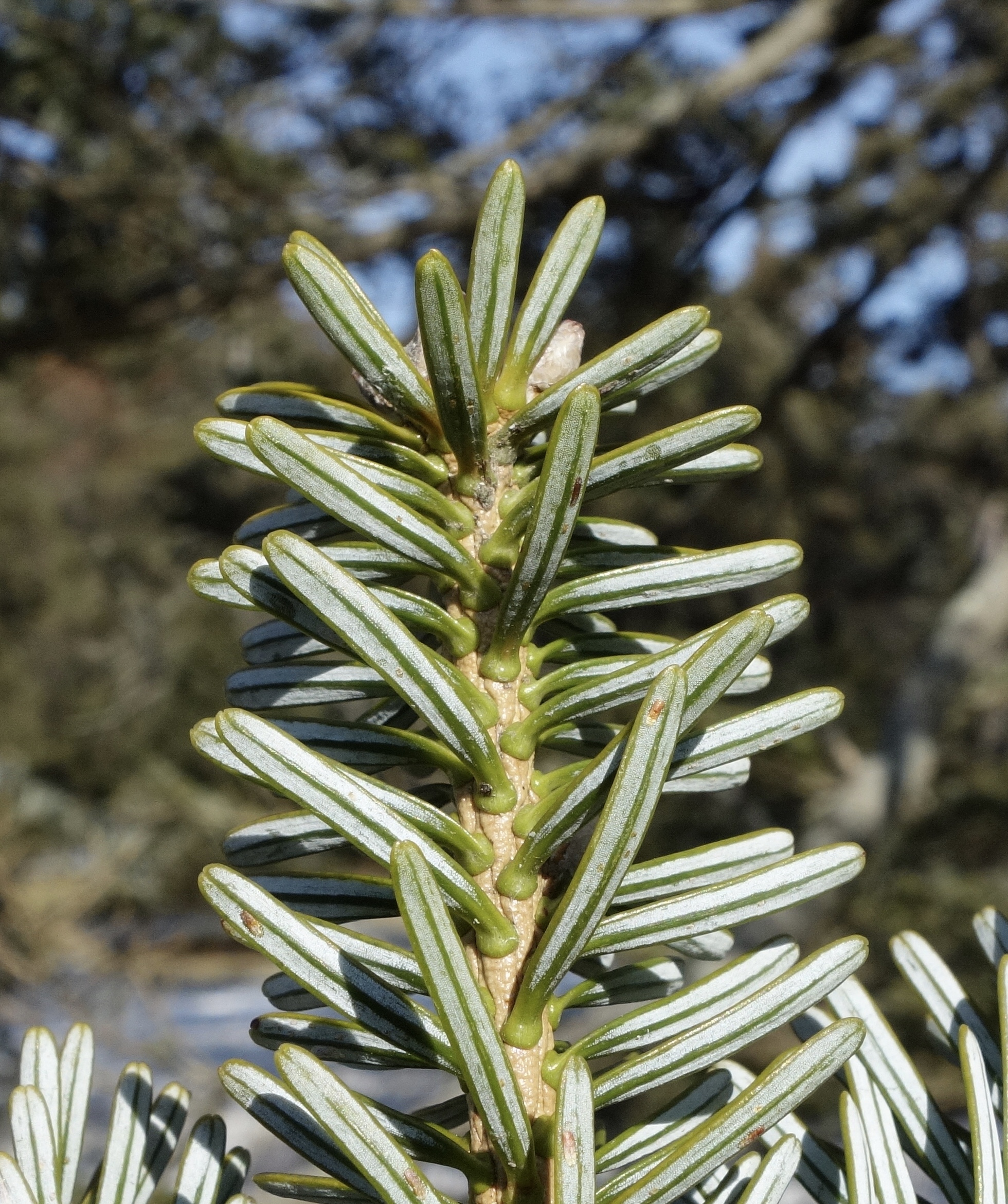 Underside of needles