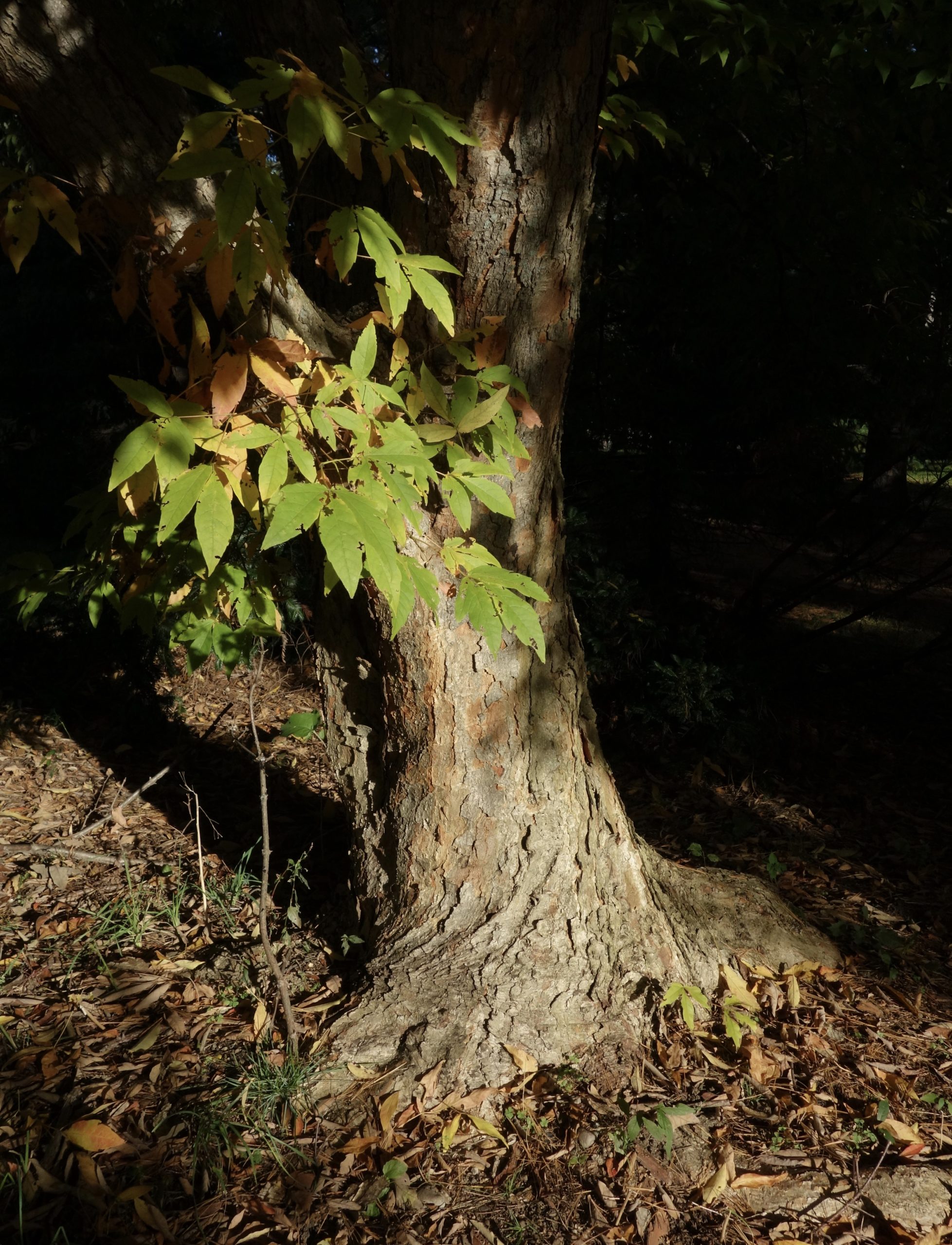 Trunk and leaves