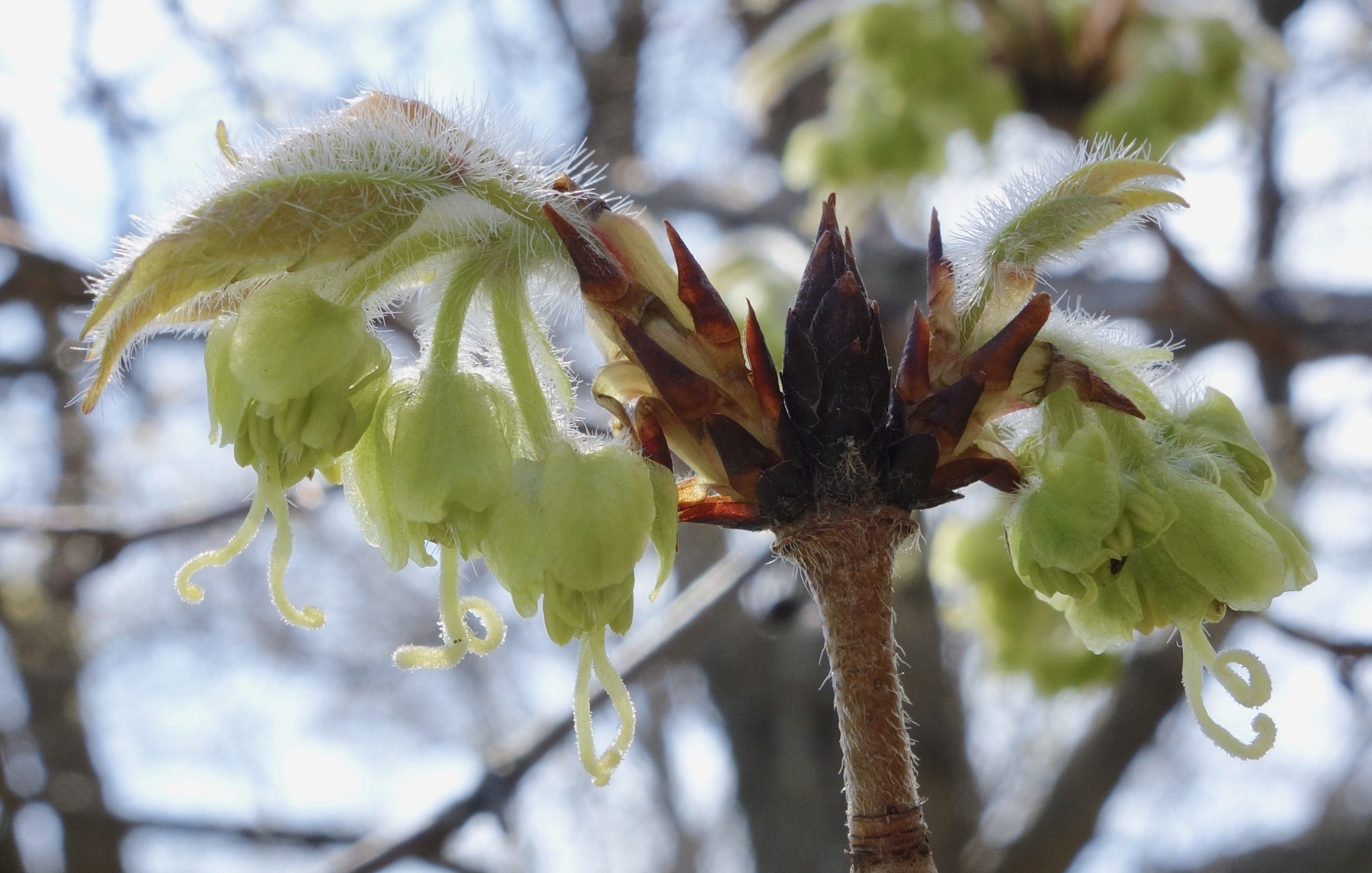 Bud break