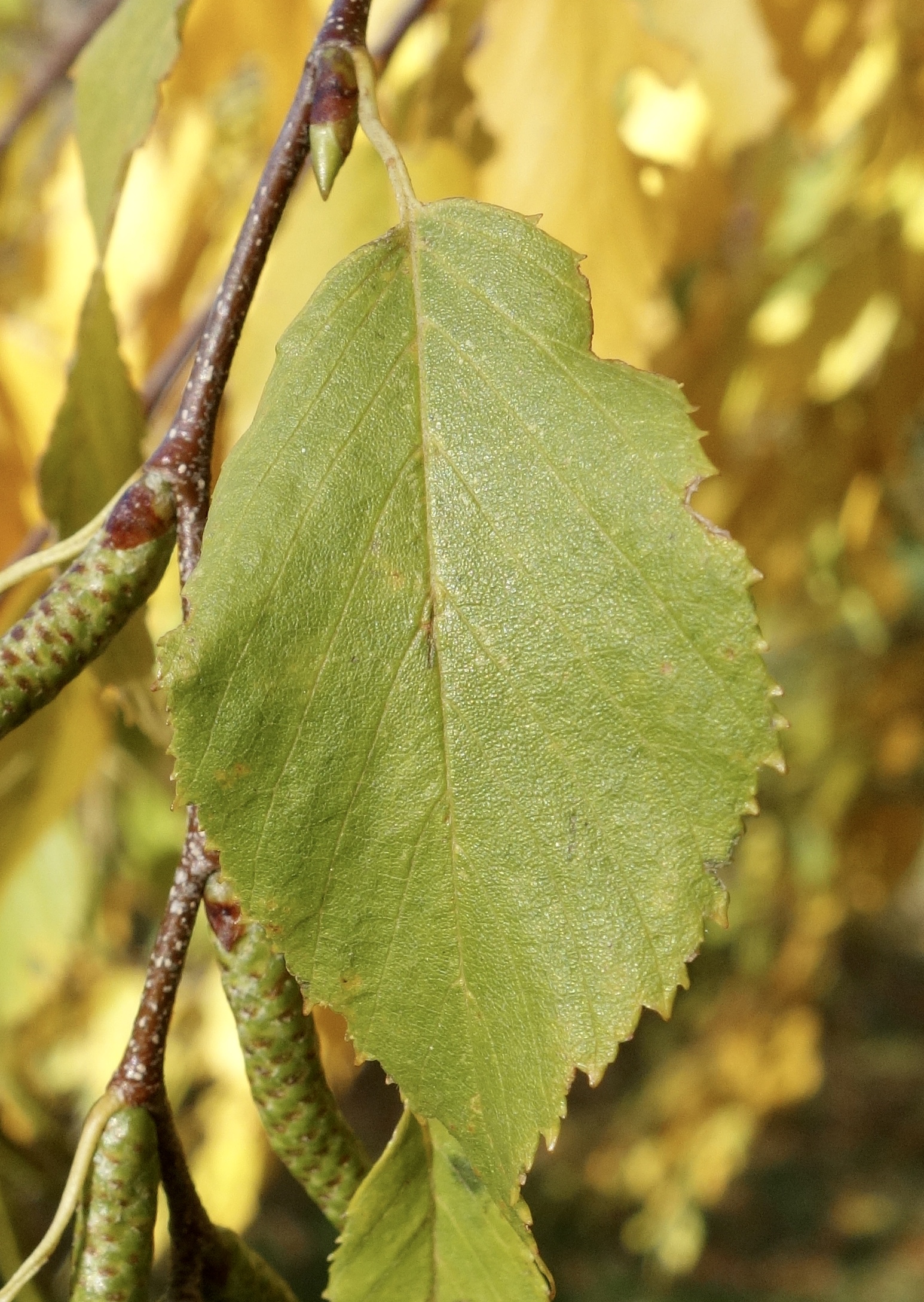 Leaf