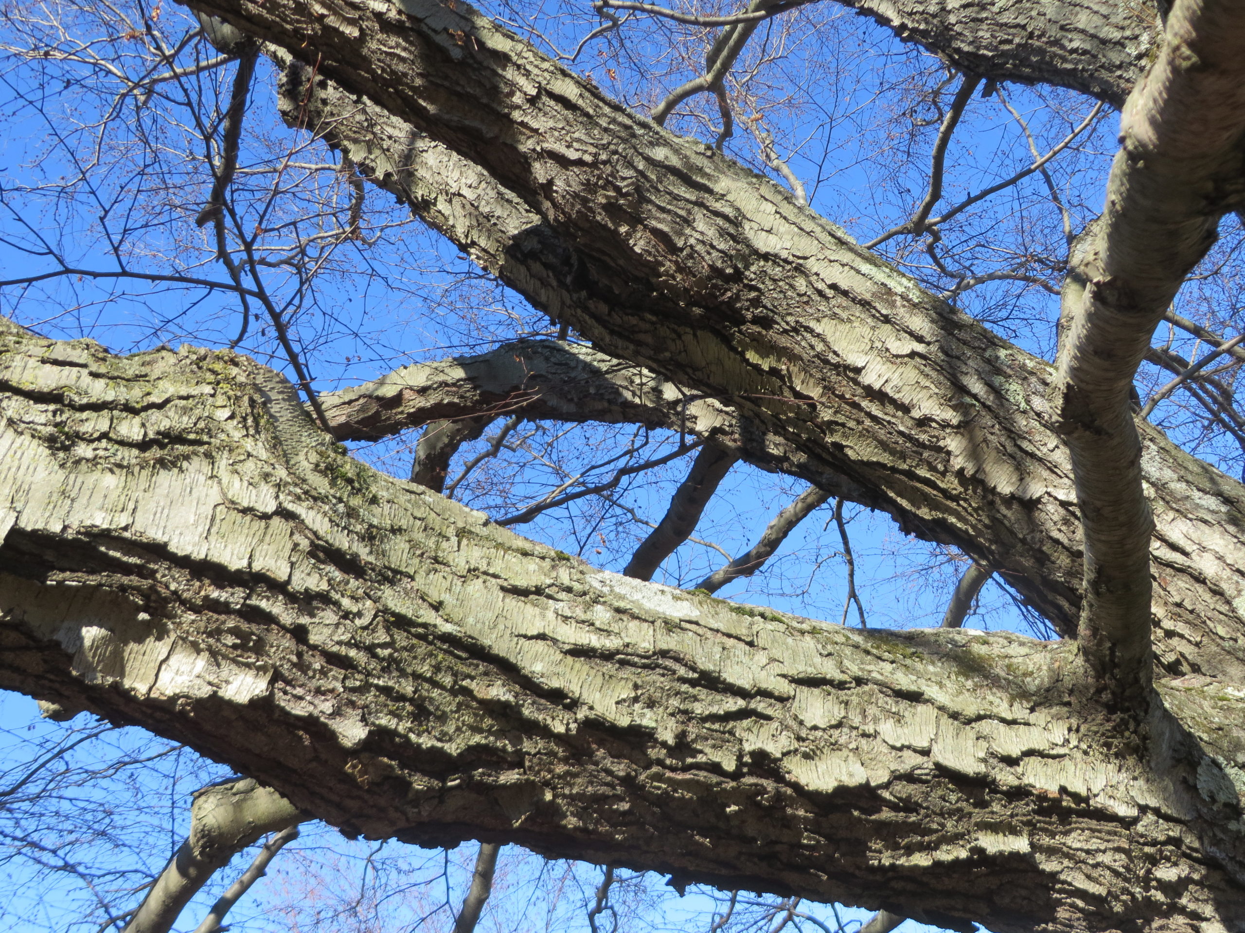 Bark