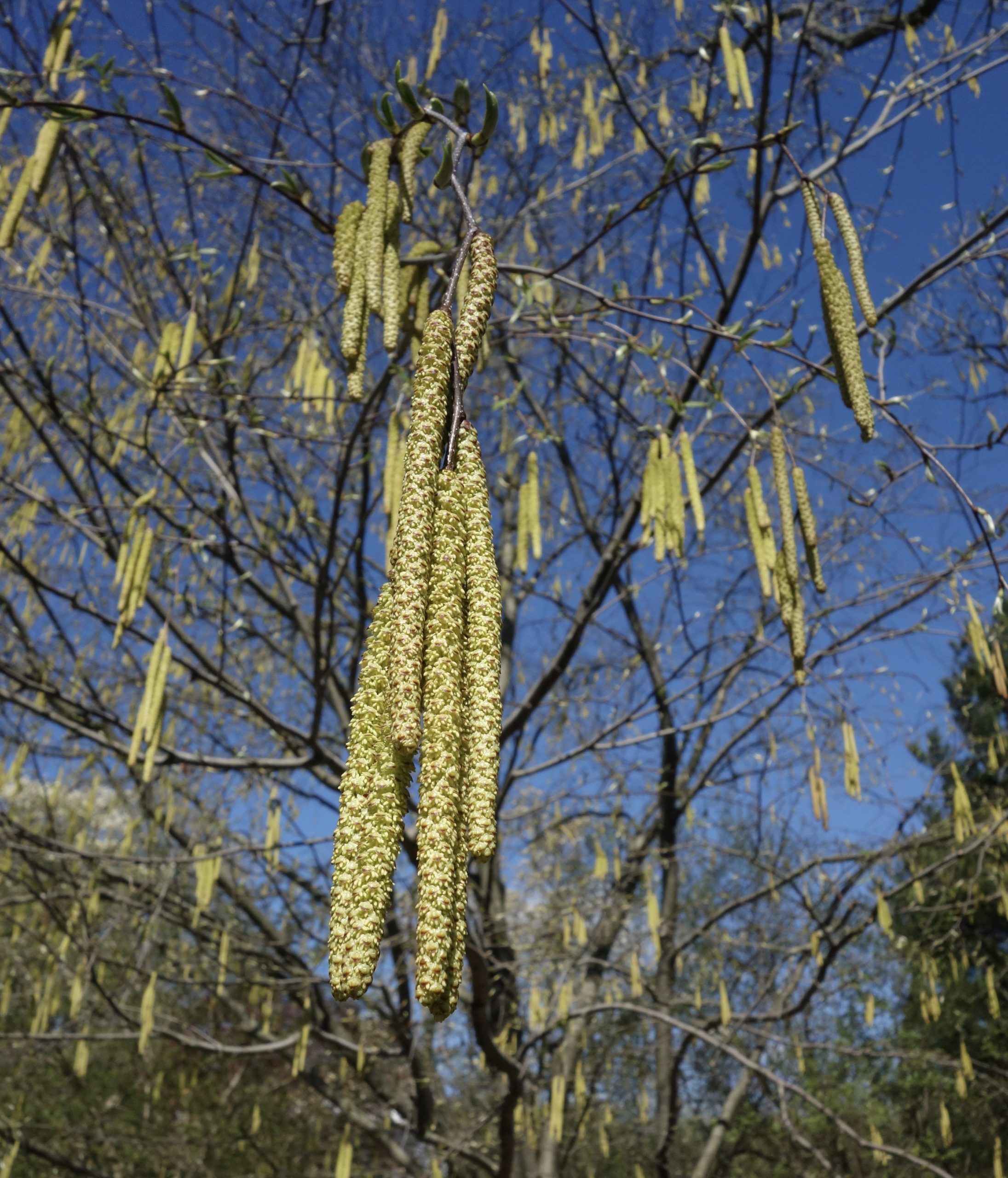 Catkins