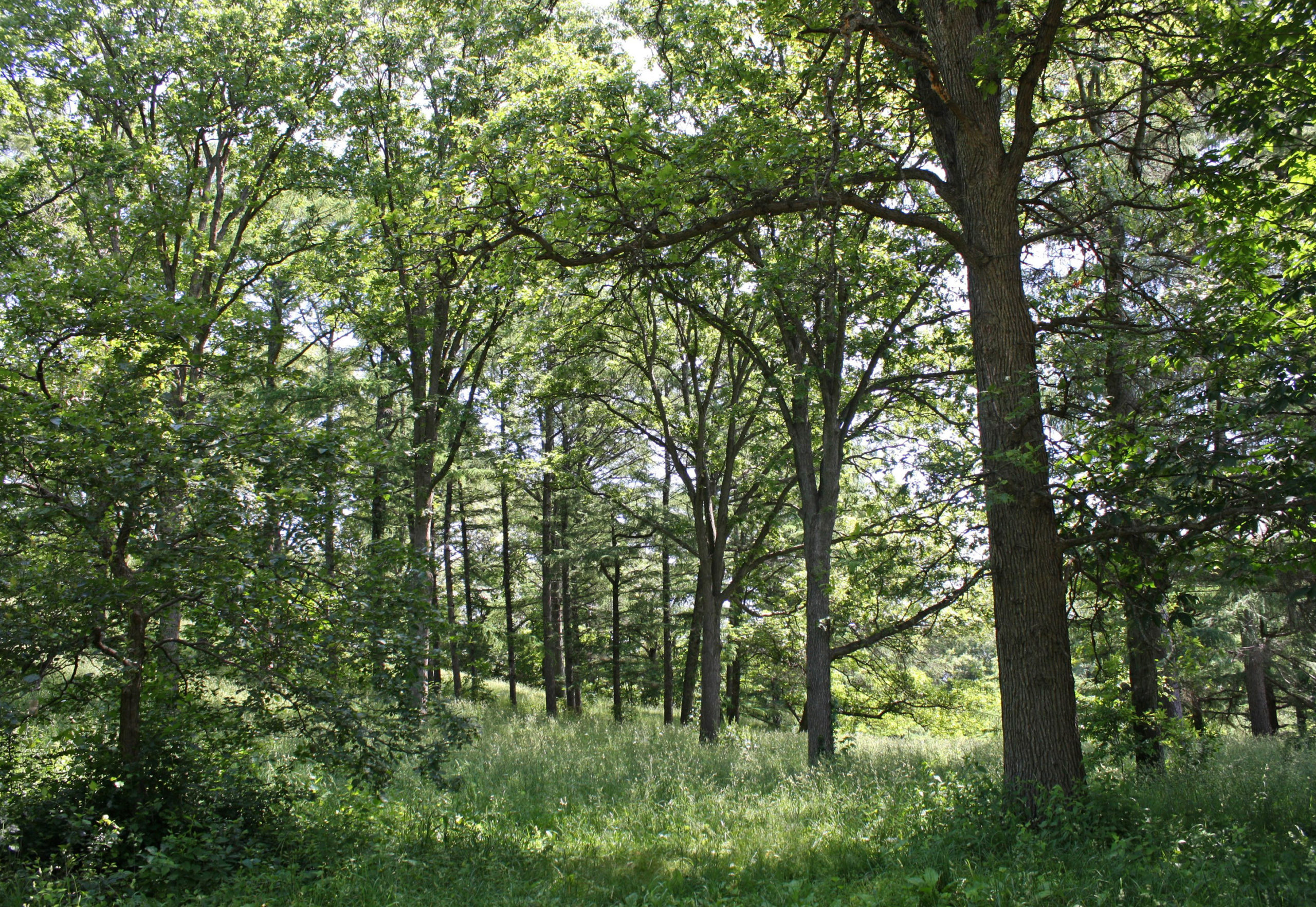 Peters Hill woodlands by Jon Hetman