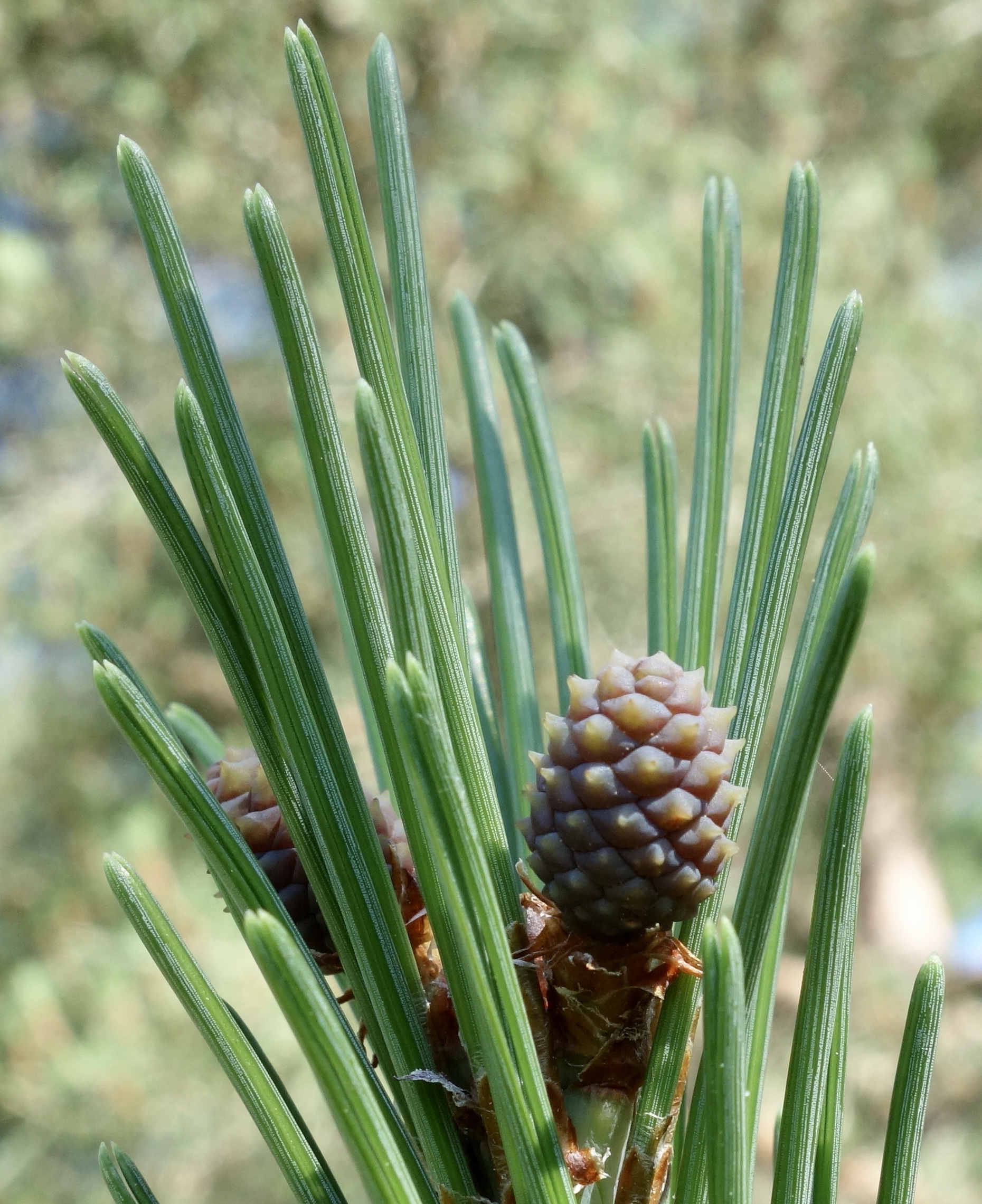 Immature cone