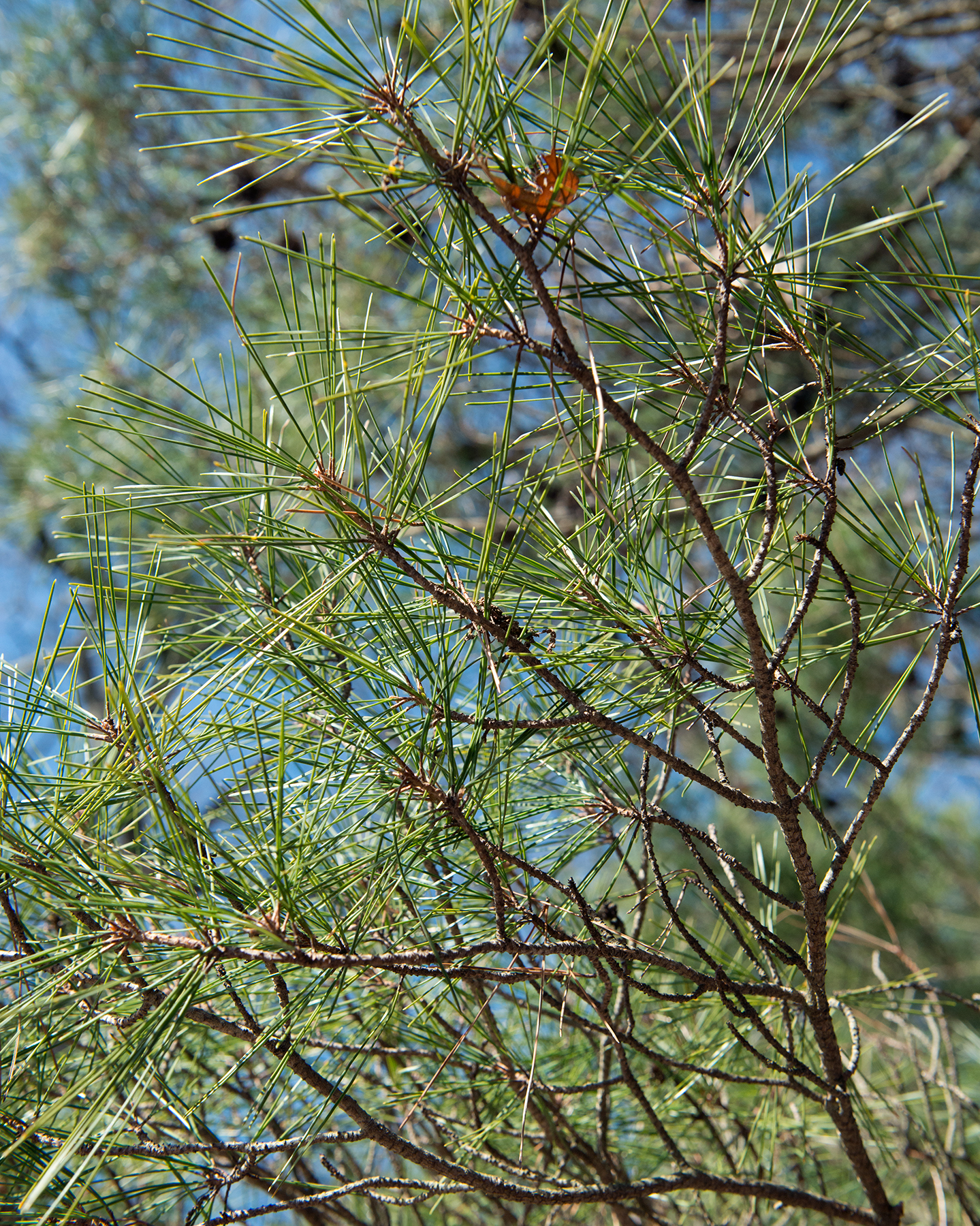 Needles