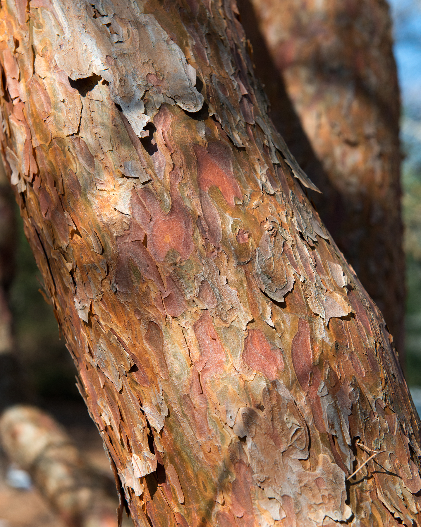 Red bark