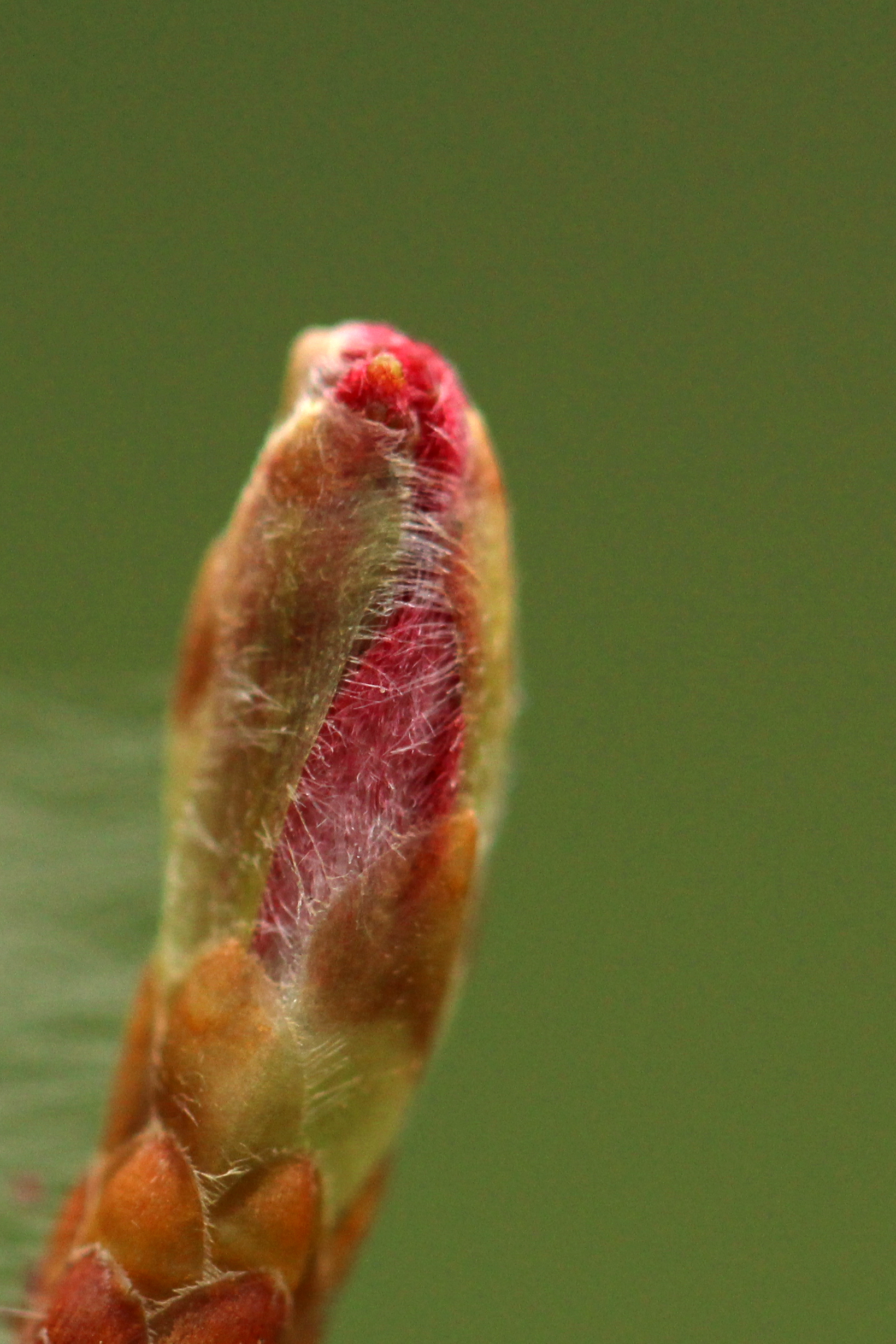 Bud break