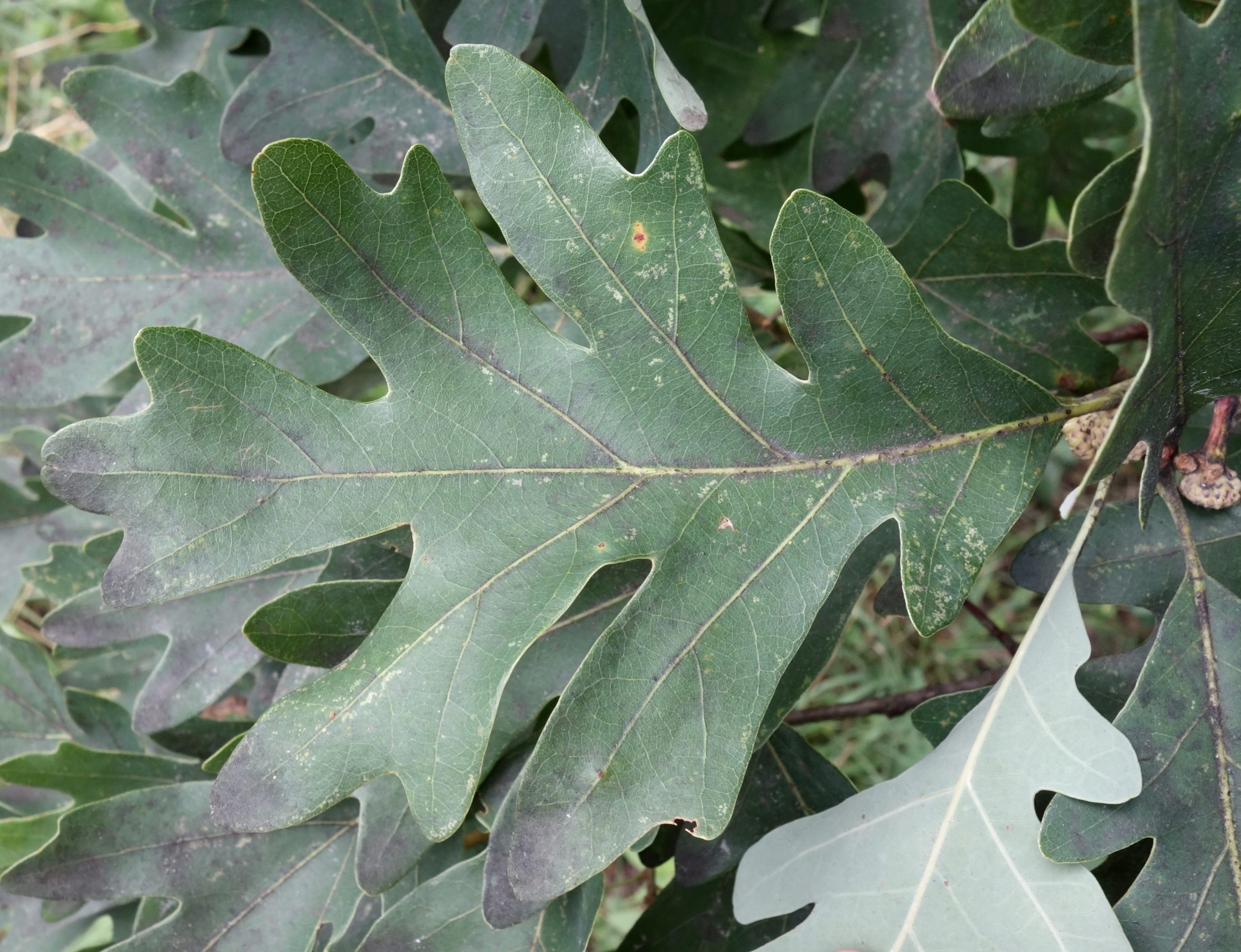 Leaves
