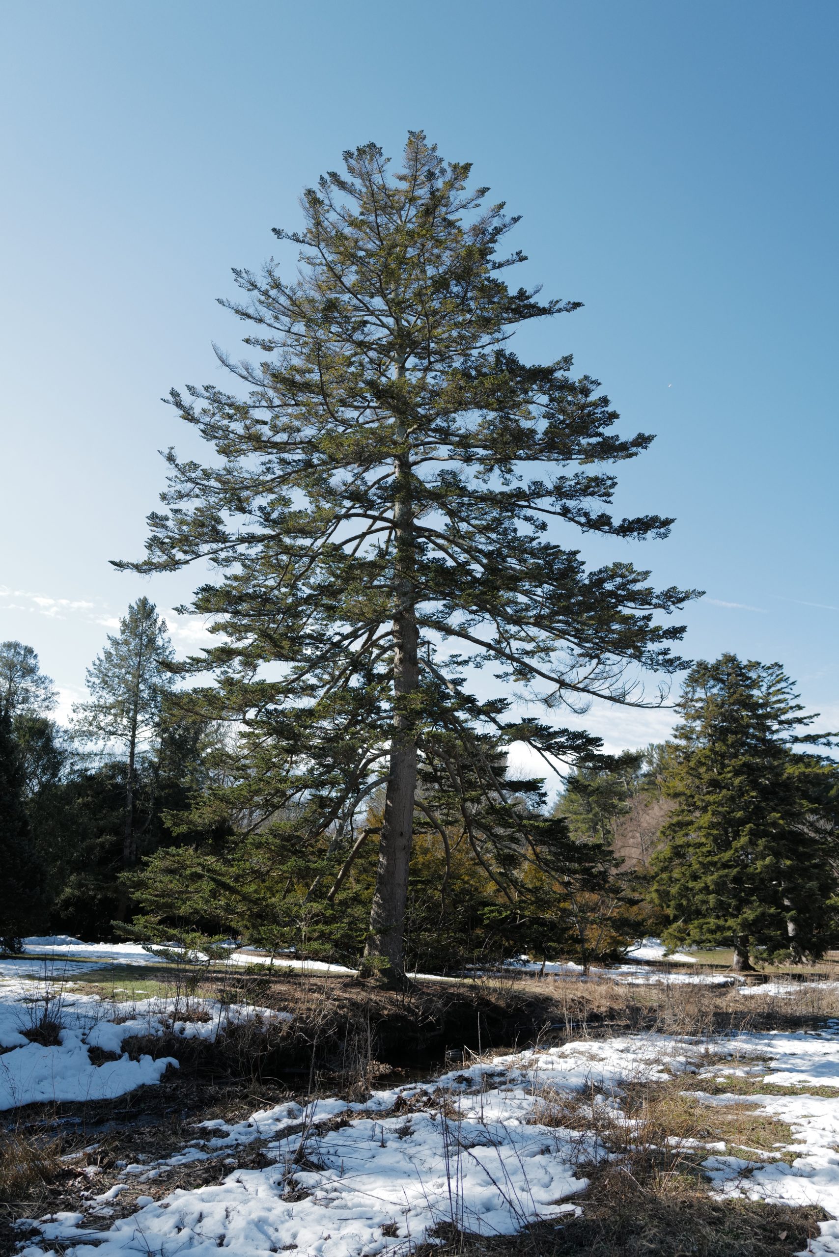 A stately Nikko fir <i>(Abies homolepis</i> var. <i>homolepis</i> accession 5675*C<i>)</i> adjacent to Hemlock Hill Road.