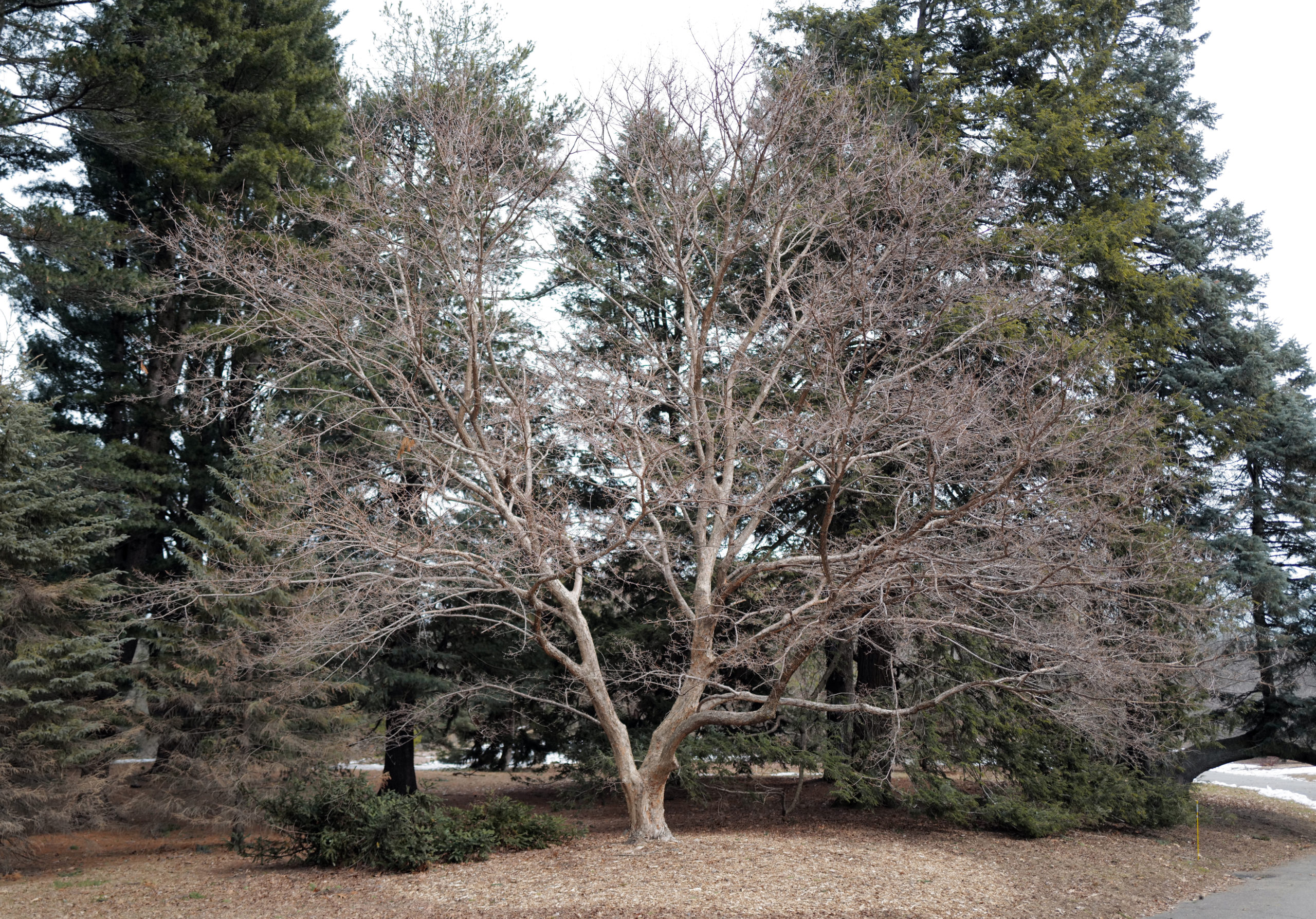 Three-flowered maple <i>(Acer triflorum,</i> accession 97-77*A<i>)</i> in the winter.