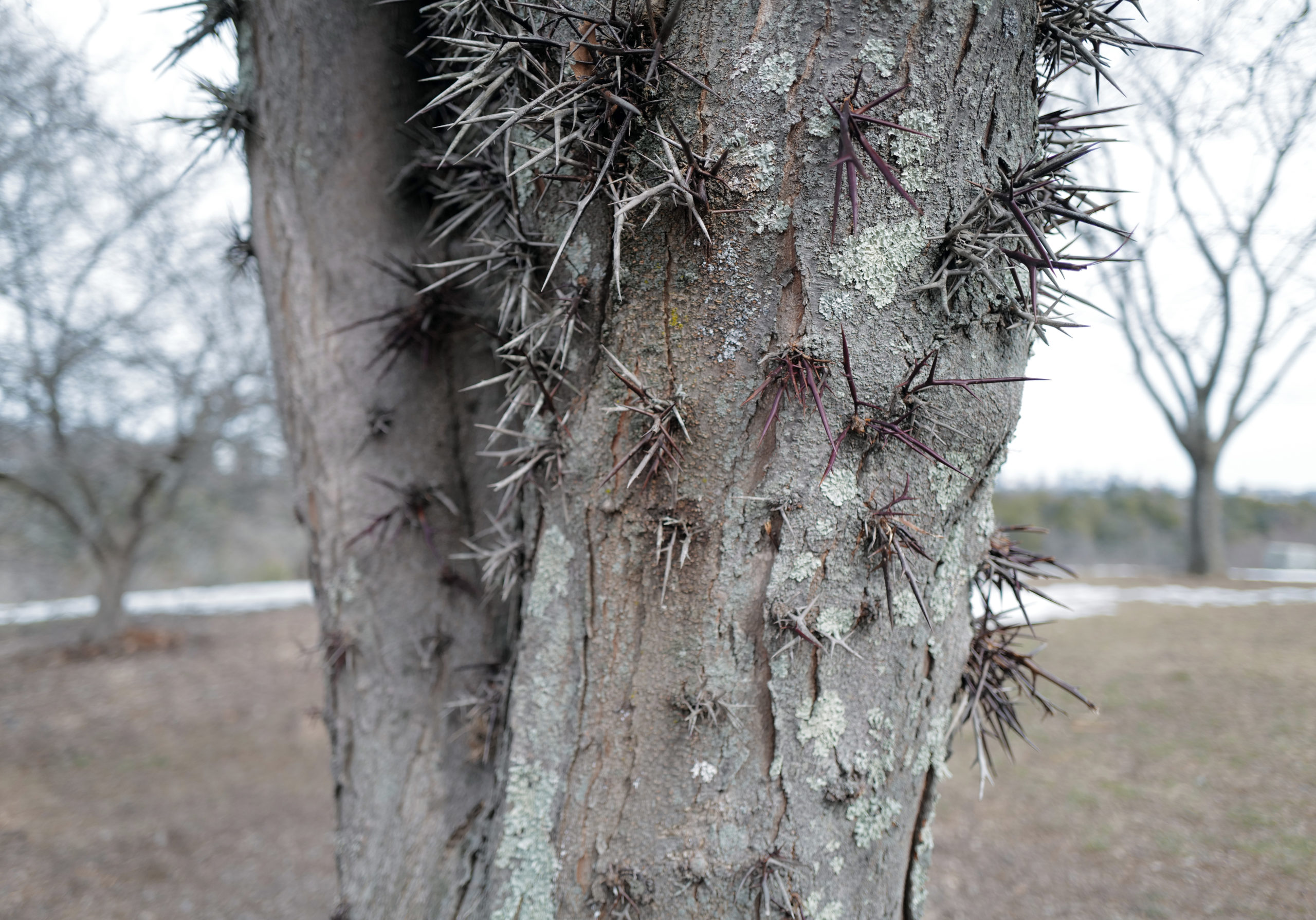 Trunk with thorns