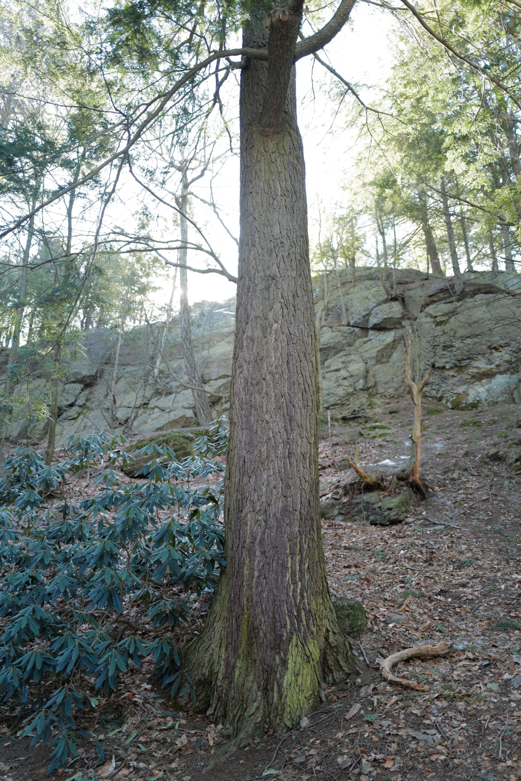 The lower trunk of a Canadian hemlock <i>(Tsuga candensis)</i>.