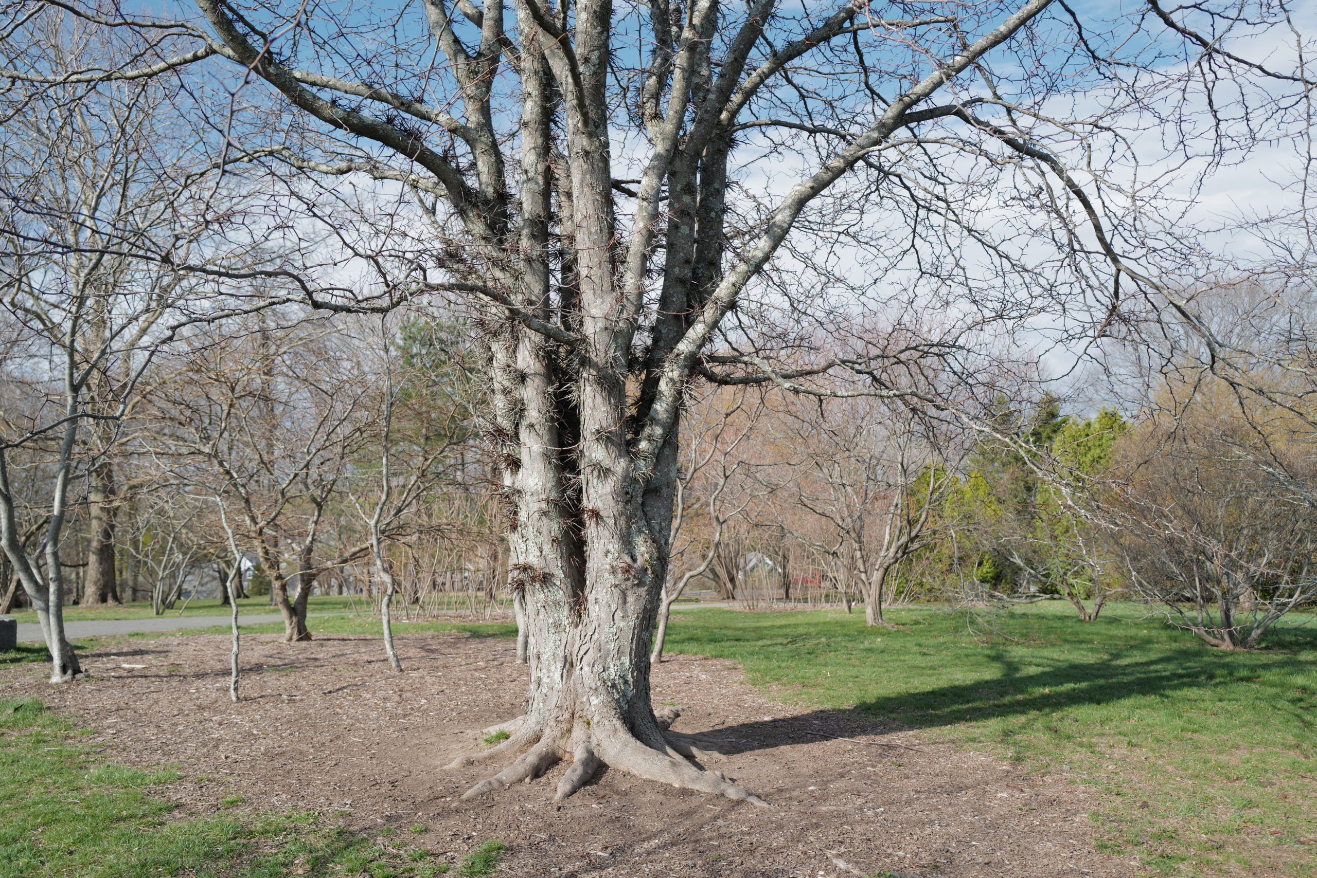 The spiky Chinese honey locust <i>(Gleditsia sinensis)</i>.