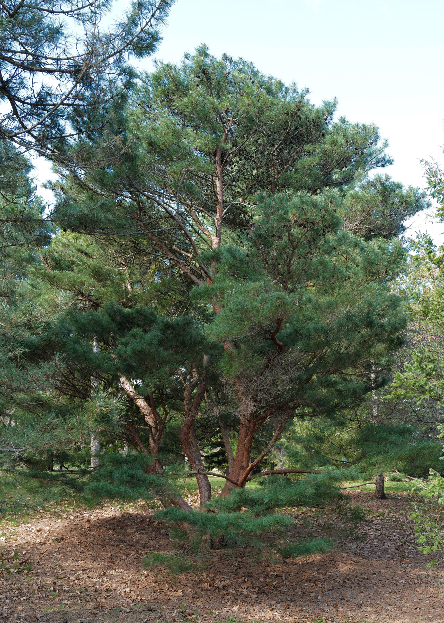 A multi-stemmed Japanese red pine.