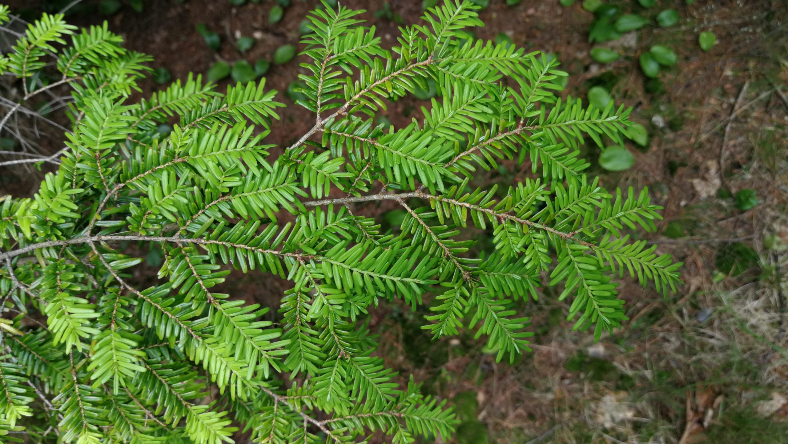Feathery needles
