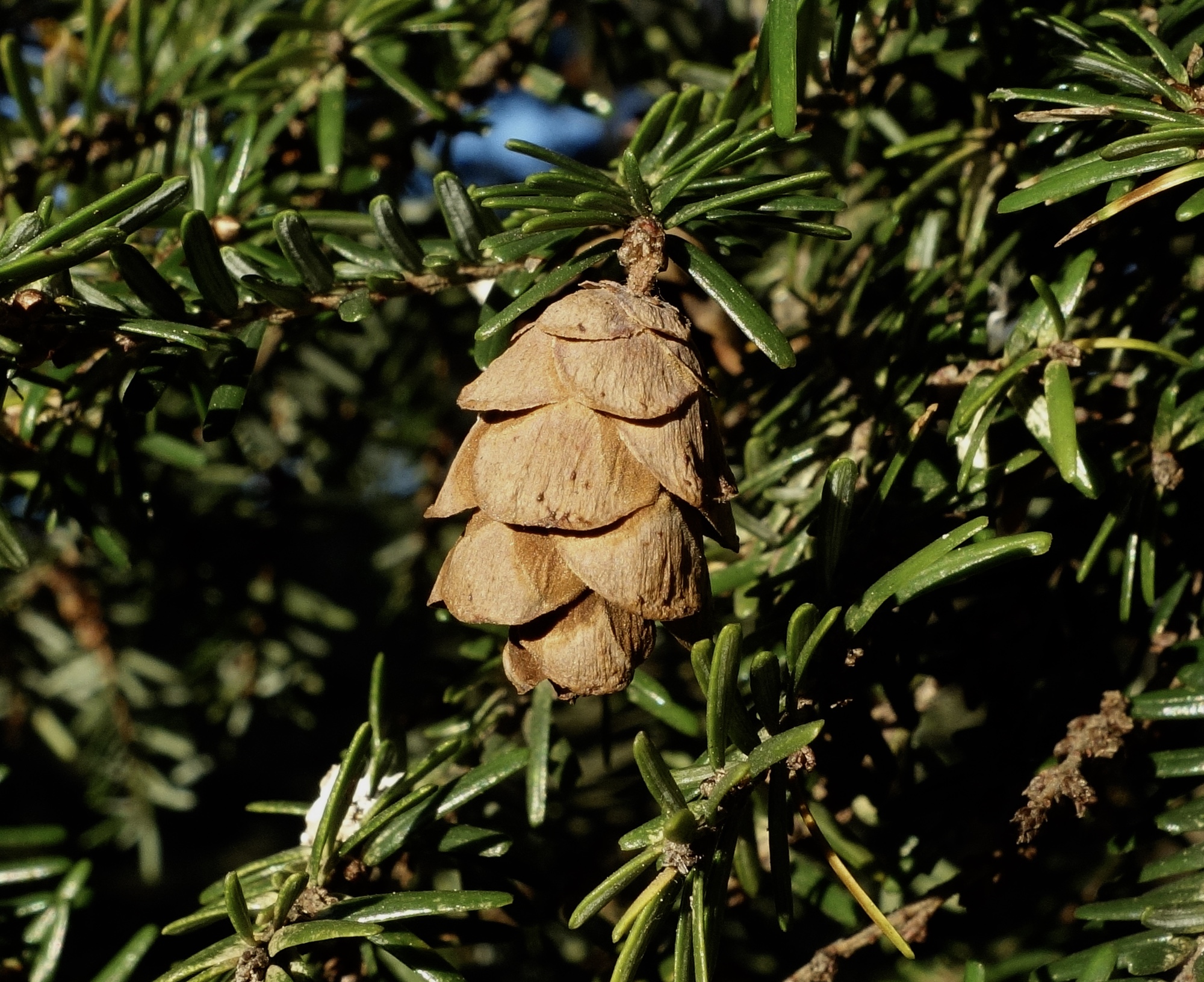 Mature cone