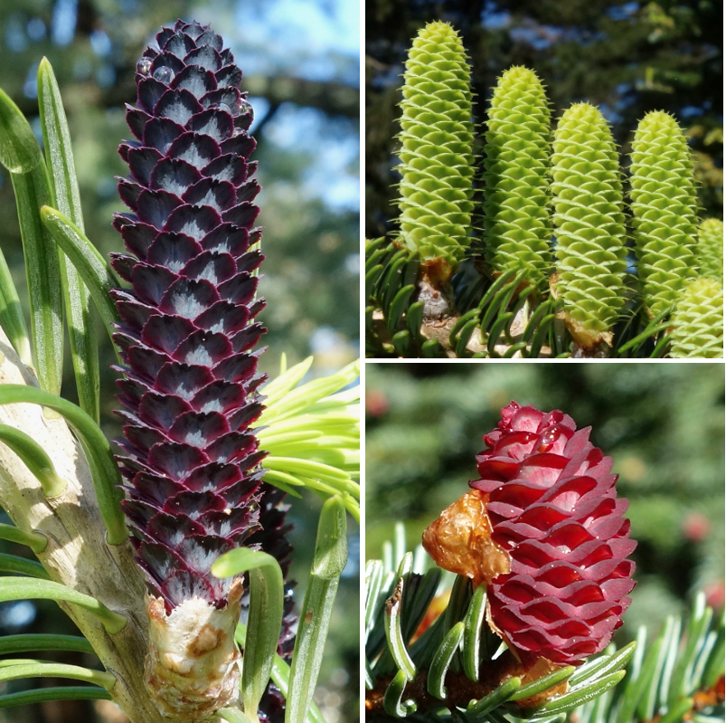 Spruce and fir cones Friedman