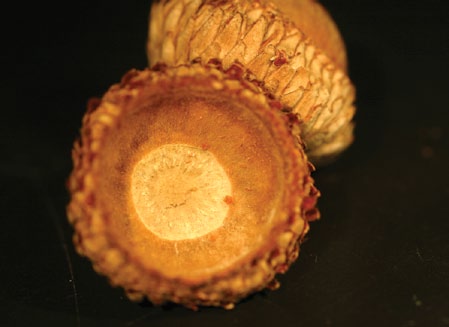 A color photo of the inner surface of a Hill’s oak acorn cap