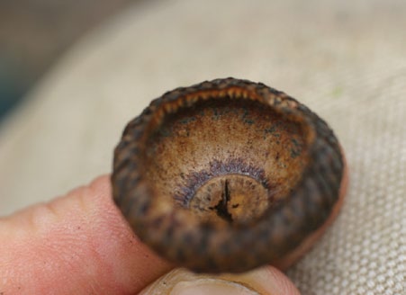 A color photo of the inner surface of a black oak acorn cap.
