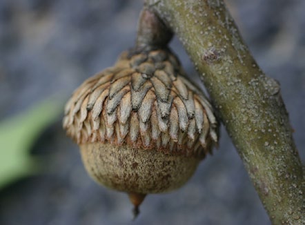 A color photo of a black oak acorn.