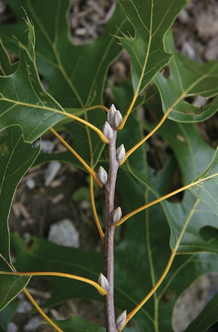 A photo of a black oak branch.