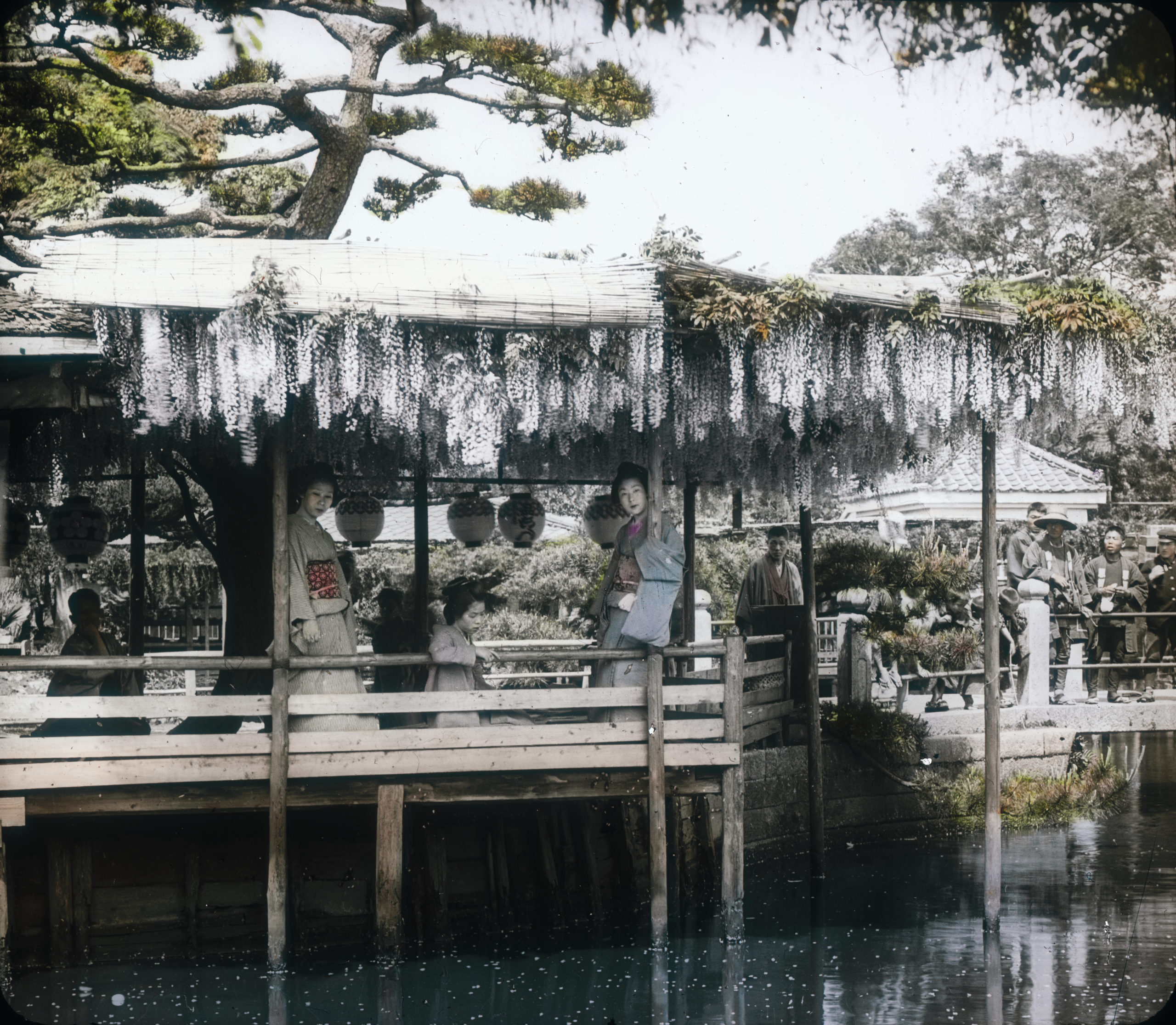 Chinese wisteria (Wisteria sinensis), growing on a open air pavilion in Japan. Lantern slide purchased in Japan by John Jack, 1905.