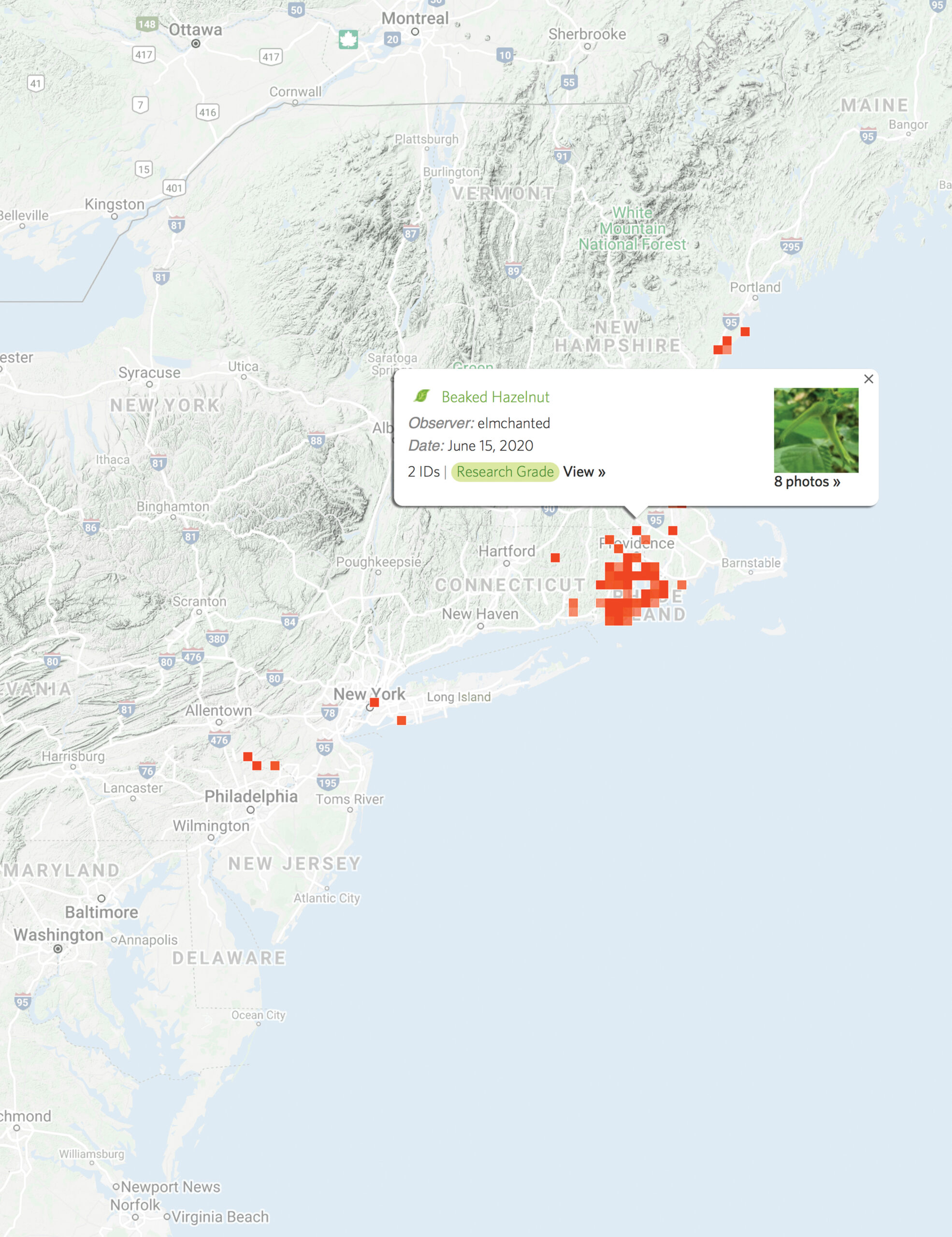 iNaturalist map showing distribution of observations by botany students. One observation opened, showing an American hazelnut observed in Rhode Island