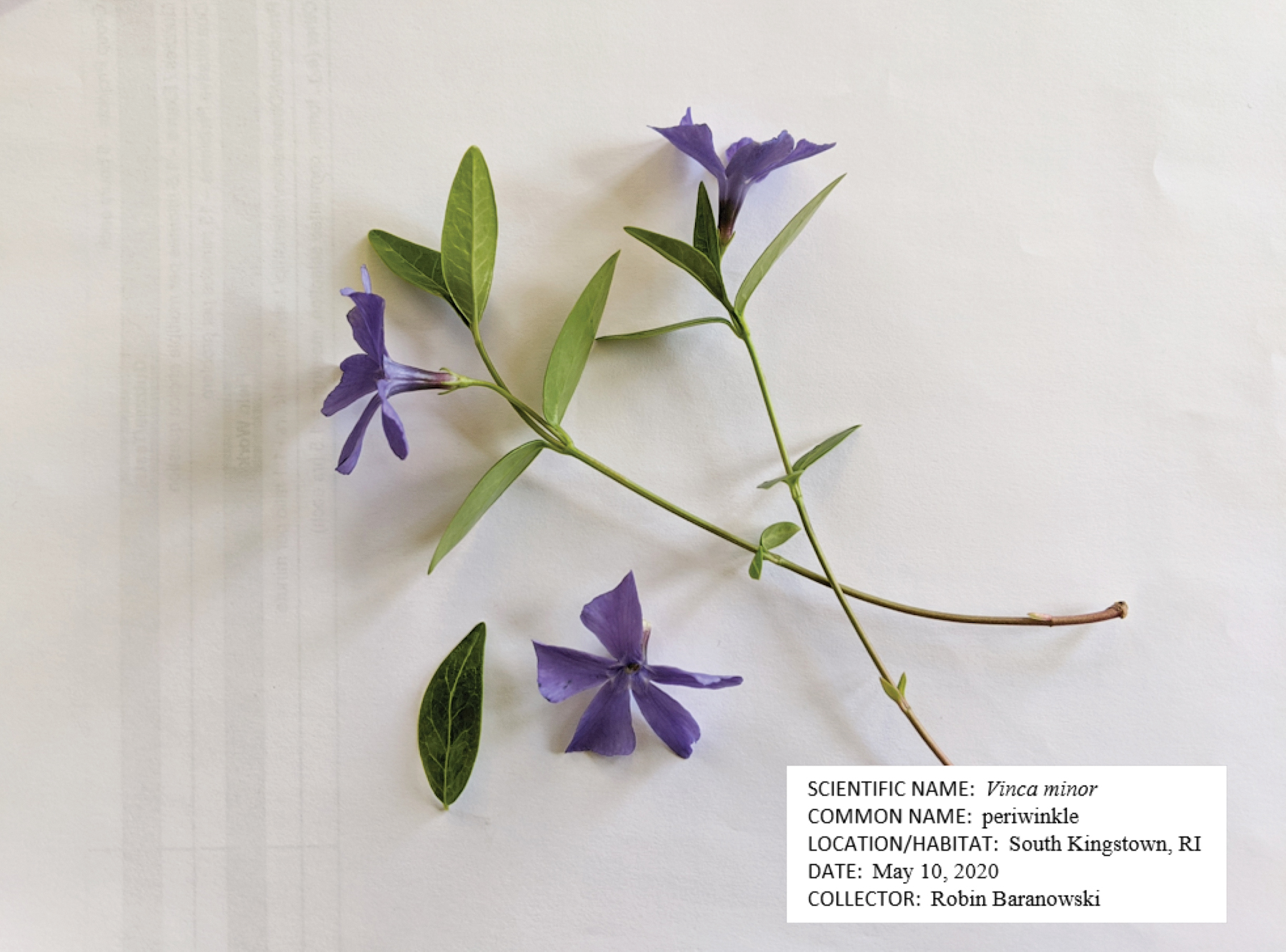 Photograph of periwinkle flowers and stem on white background with herbarium-style label superimposed