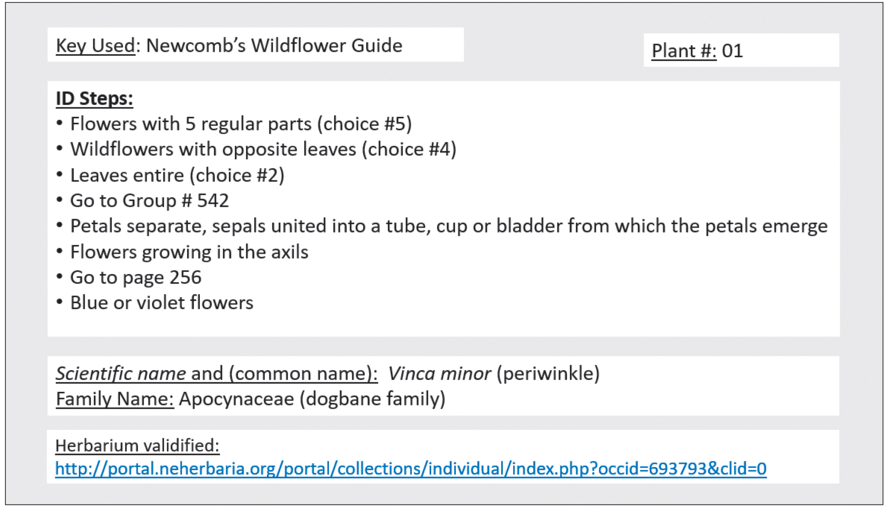 Image showing information used to identify periwinkle