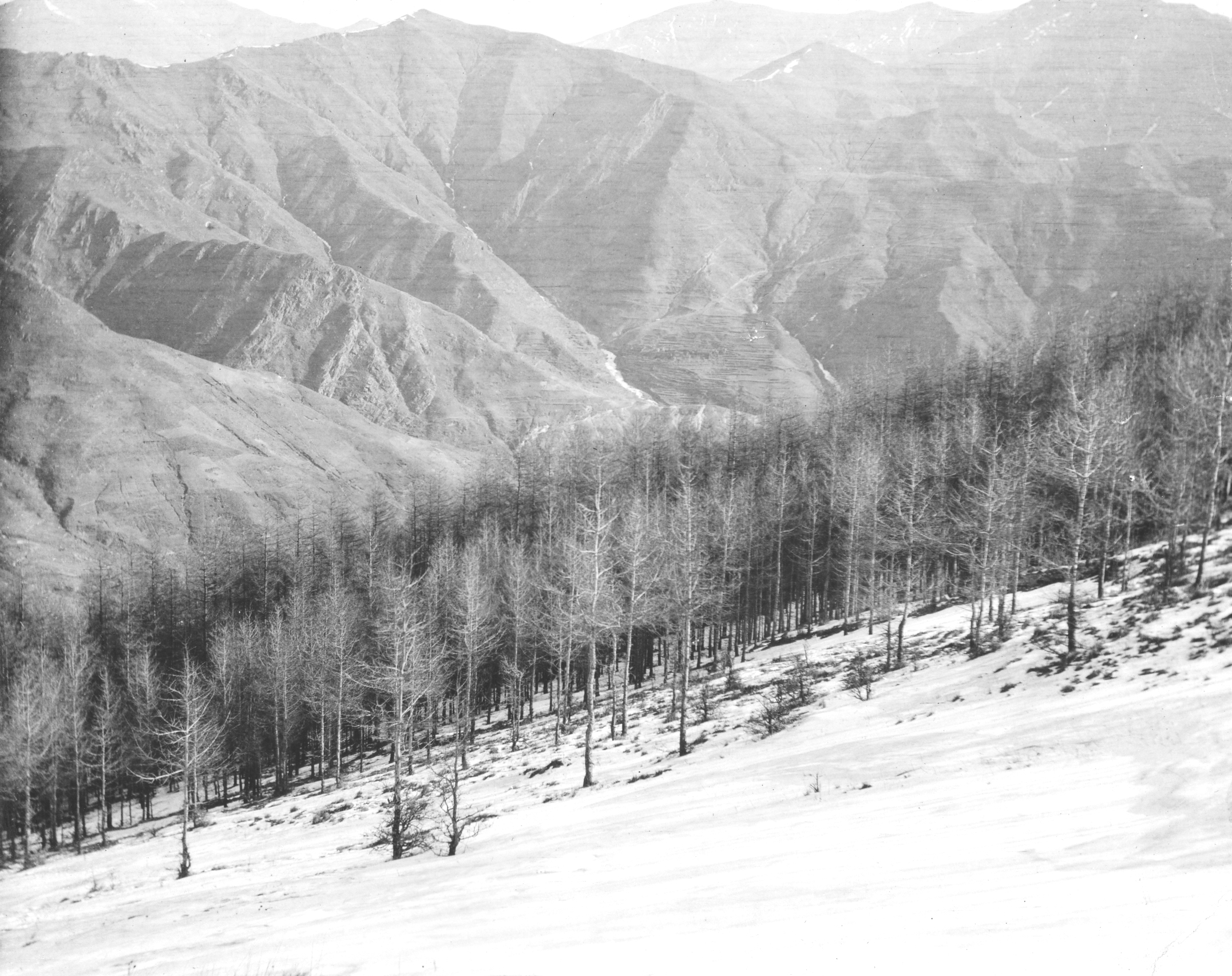 Black-and-white photograph of leafless larches growing on mountainside