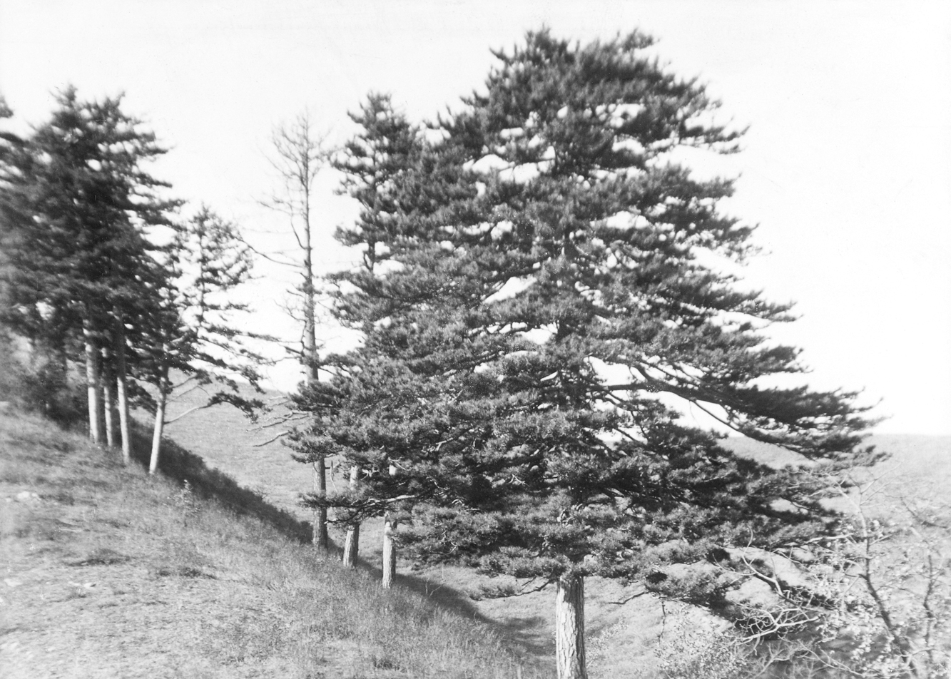 Black-and-white photograph of pines growing on grassy hilside