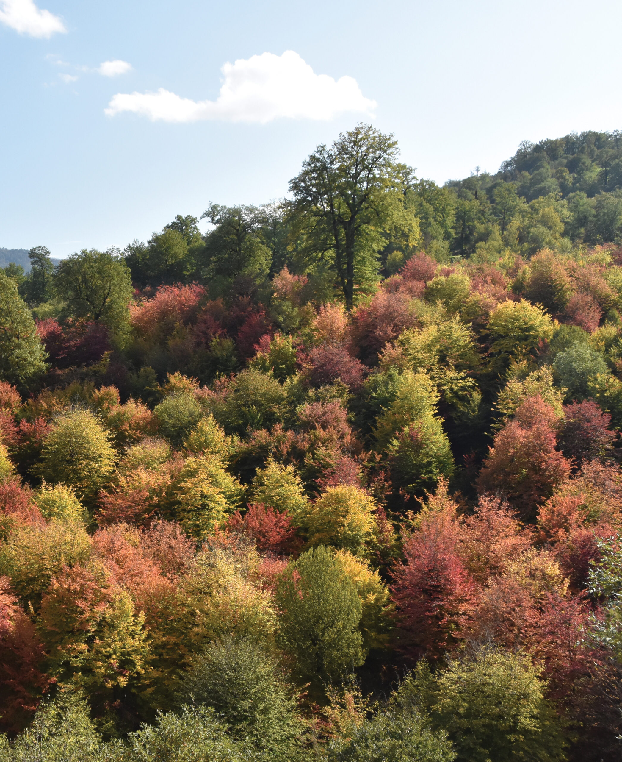 Photograph showing valley filled with trees turning myriad autumnal shades