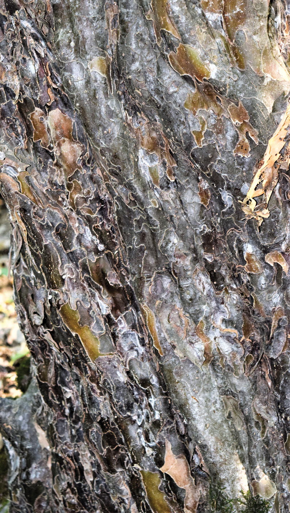 Bark of ironwood showing delicate golden flakes