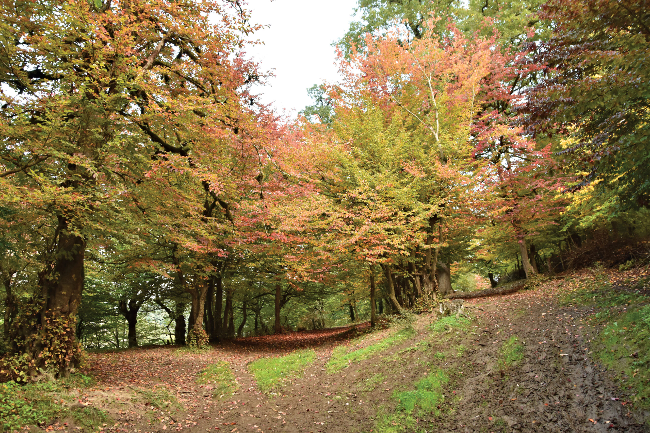 Photo of muddy roadside surrounded by vibrantly colored iornwood