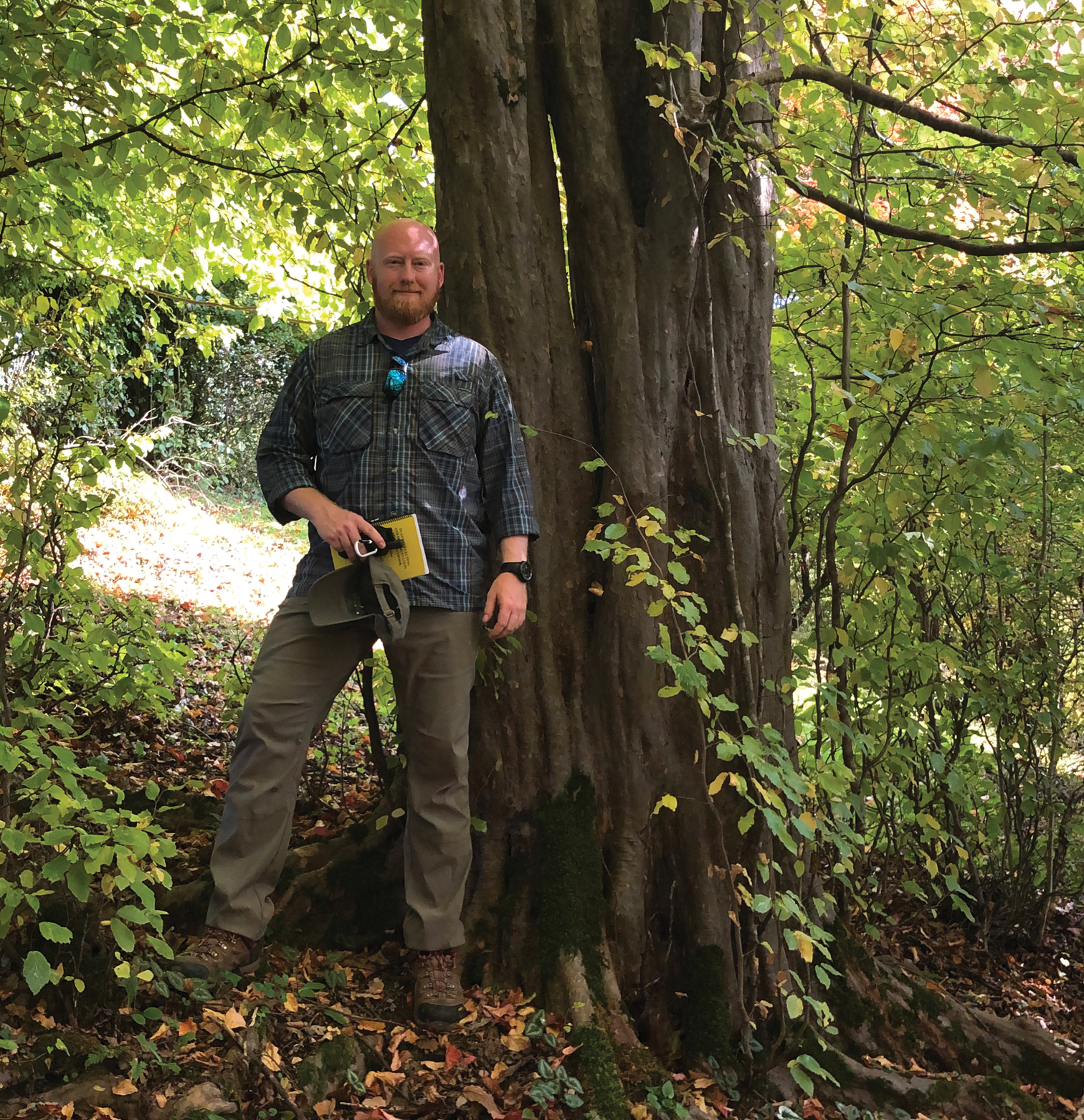 Photograph of plant explorer standing beside ironwood with a shoulder-width trunk
