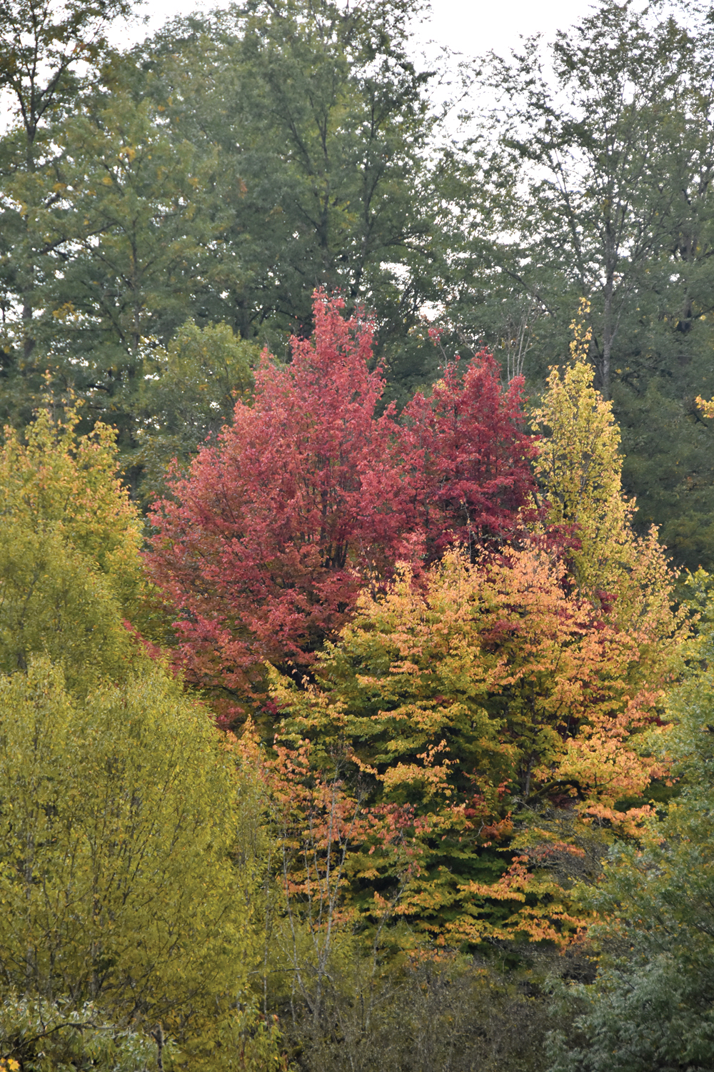 Photo of landscape showing pyramidal tree with red fall color