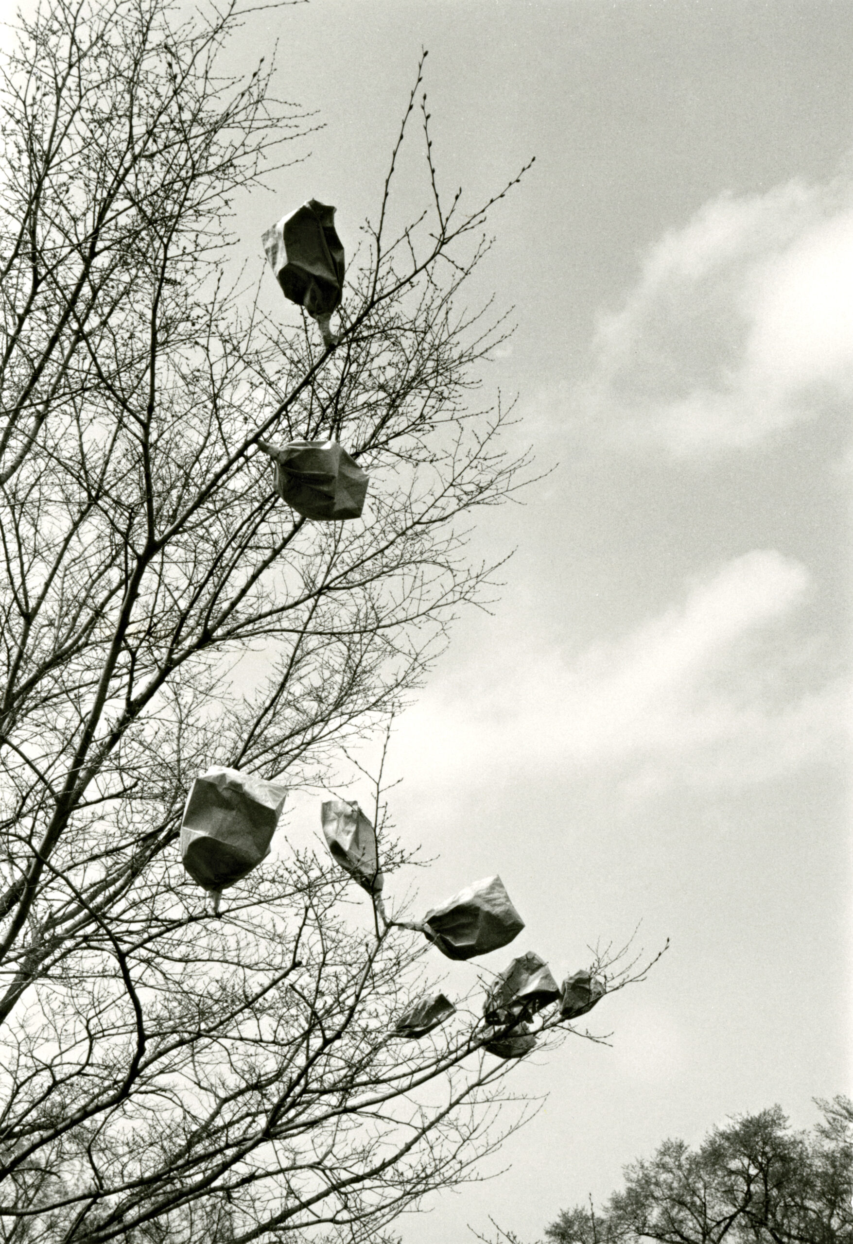 Photograph of pollination bags in the canopy of an elm tree