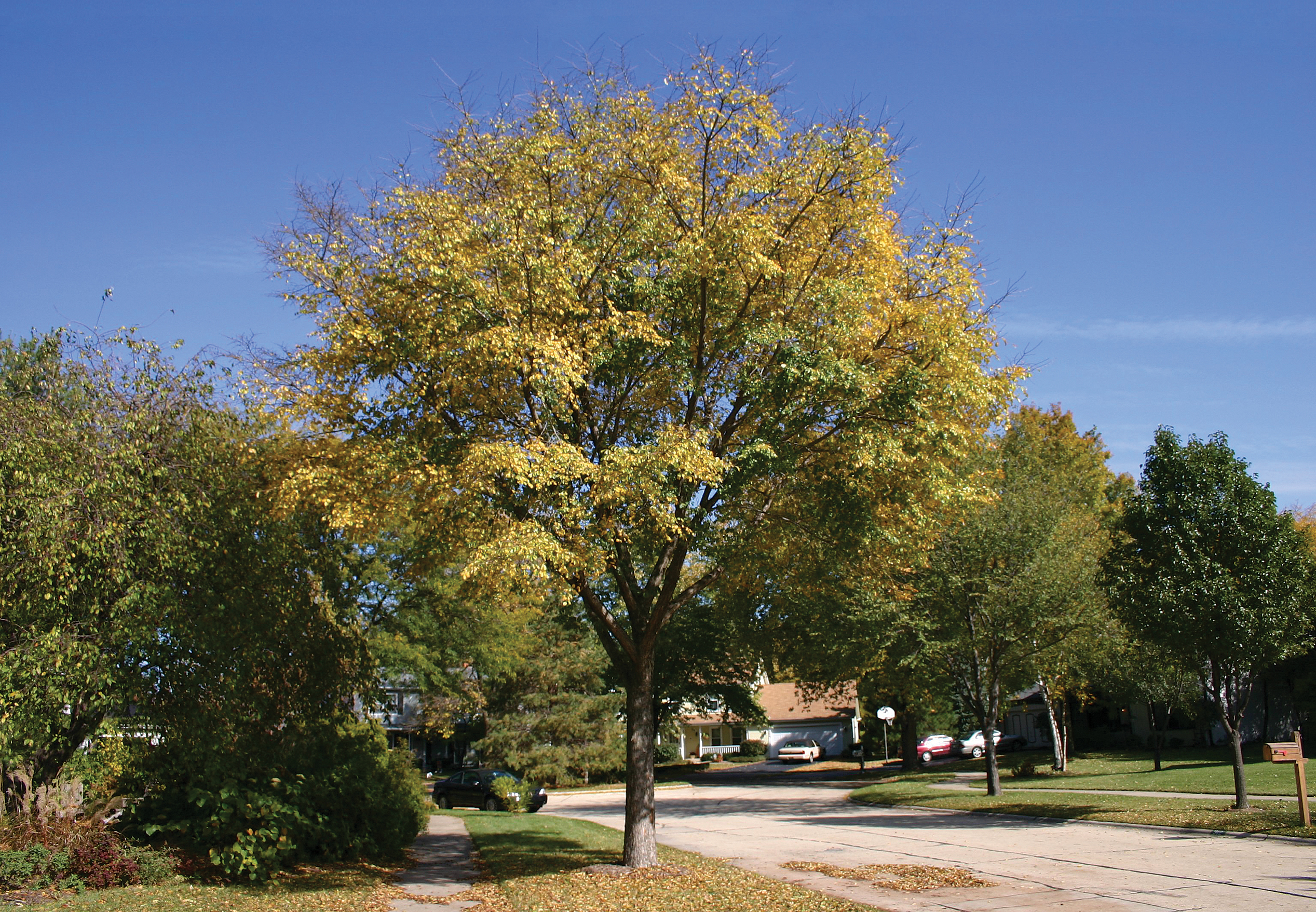 Photograph of elm tree planted in neighborhood