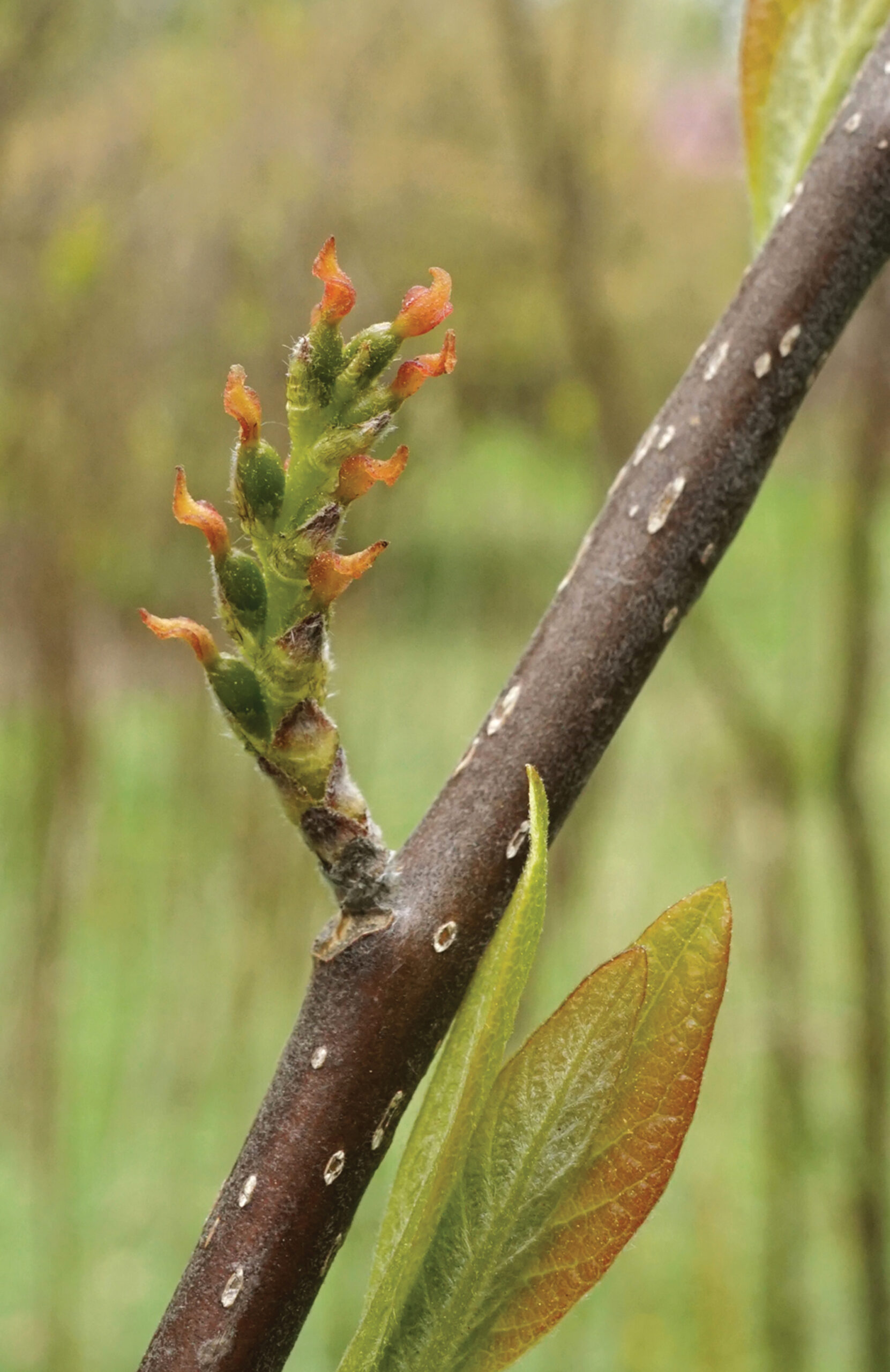 Color photograph of corkwood flower