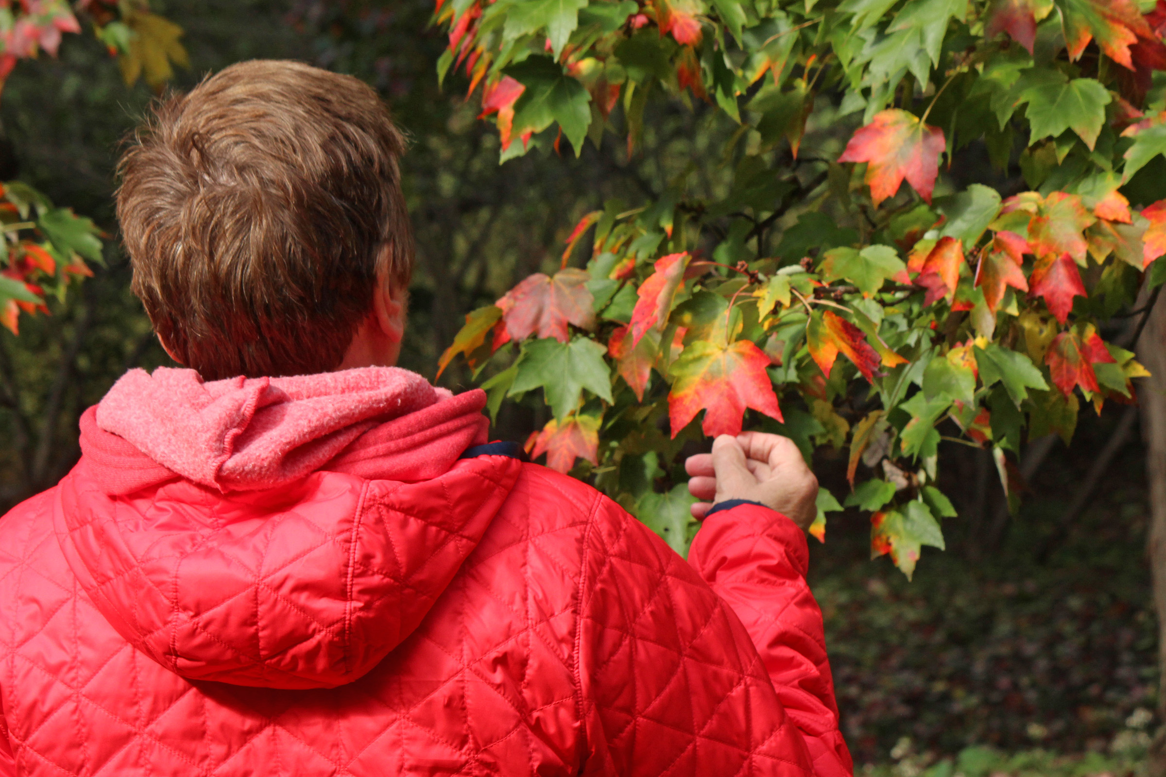 Acer rubrum Tree Spotter